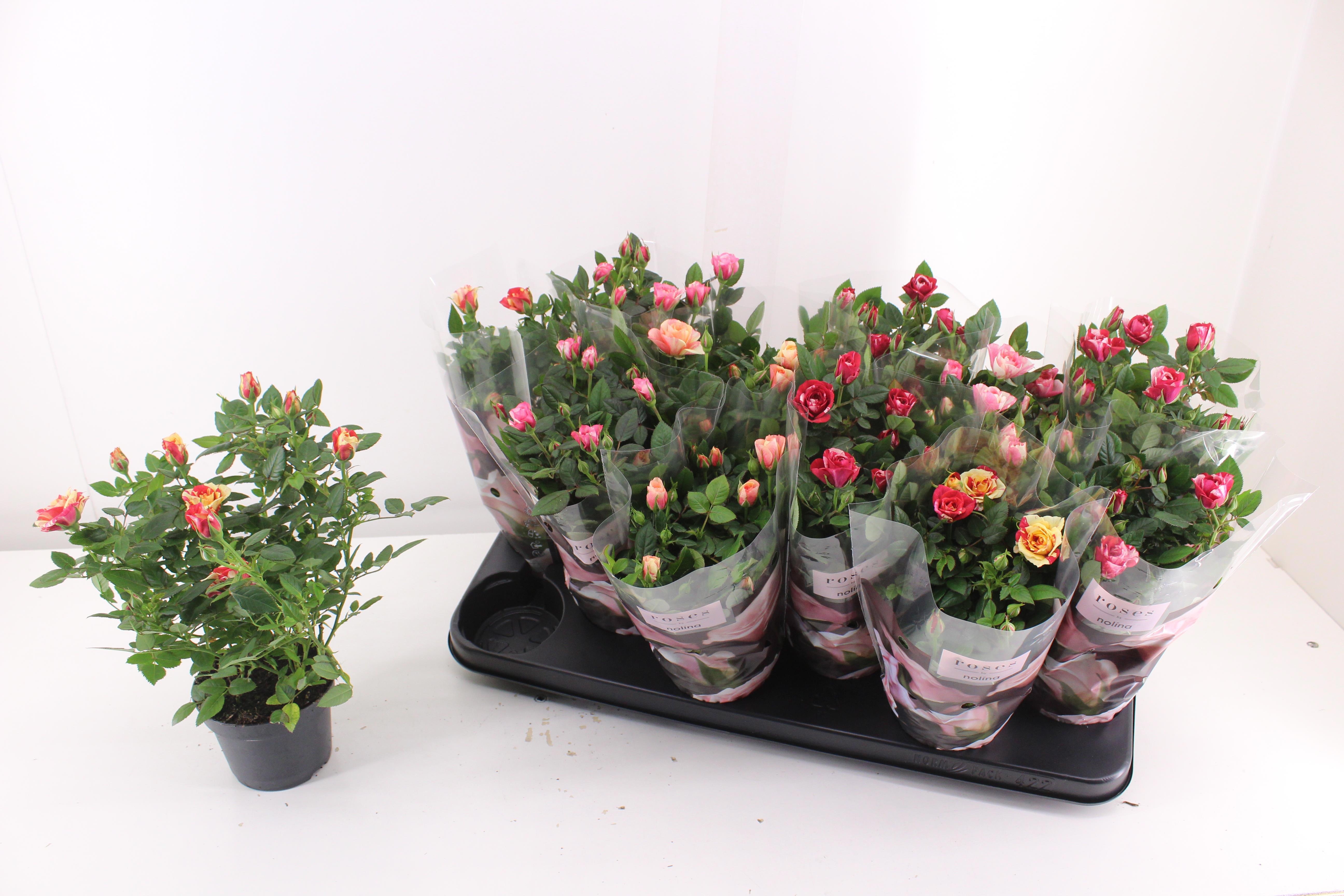 Rosa Victory Mix 510Ø 30cm