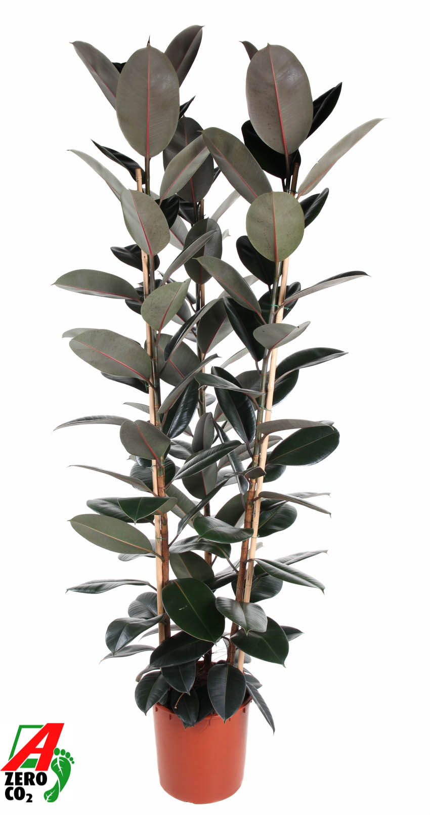 Picture of Ficus Elastica Abidjan 3PP P35 180cm (LOOSE)