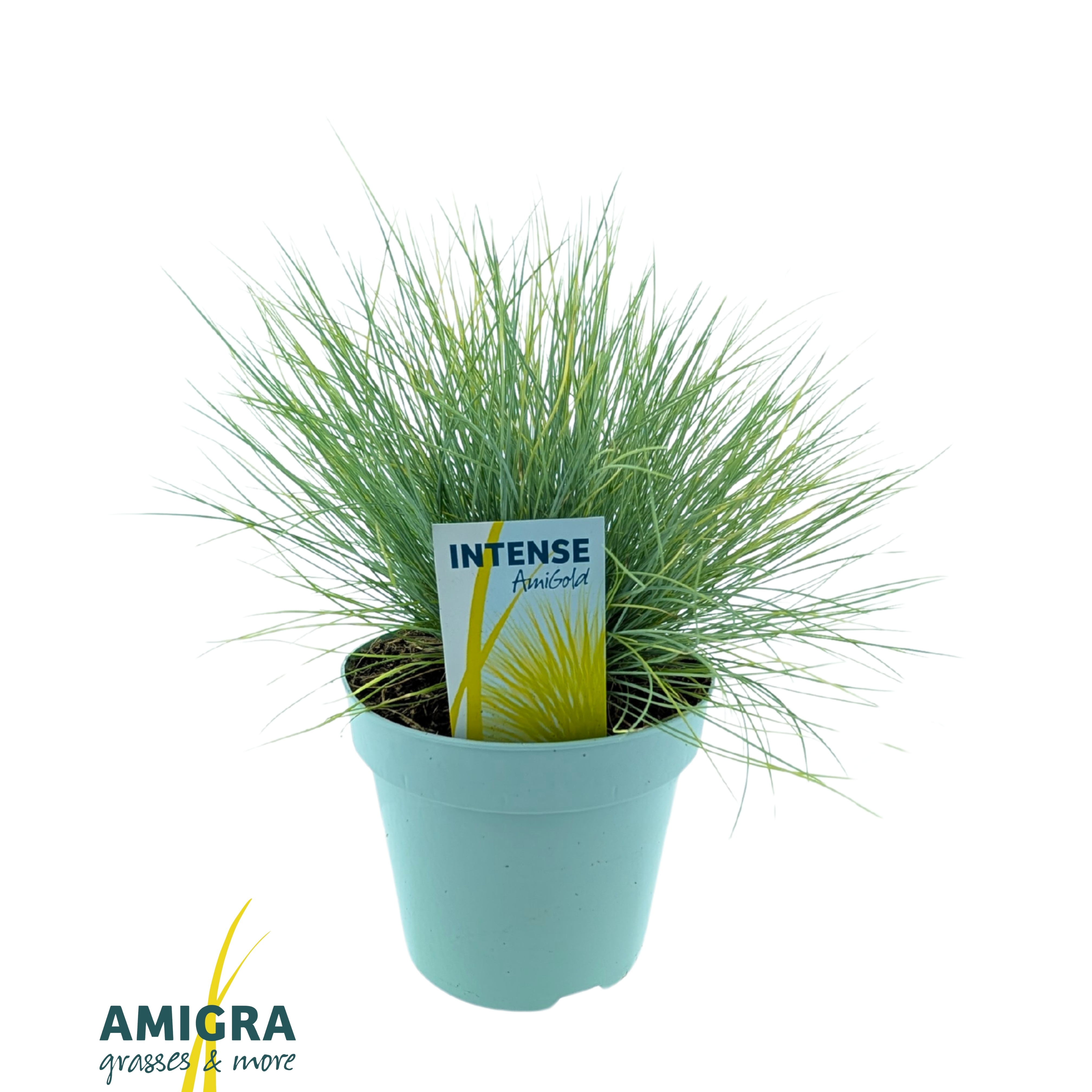 Picture of Festuca glauca AmiGold®