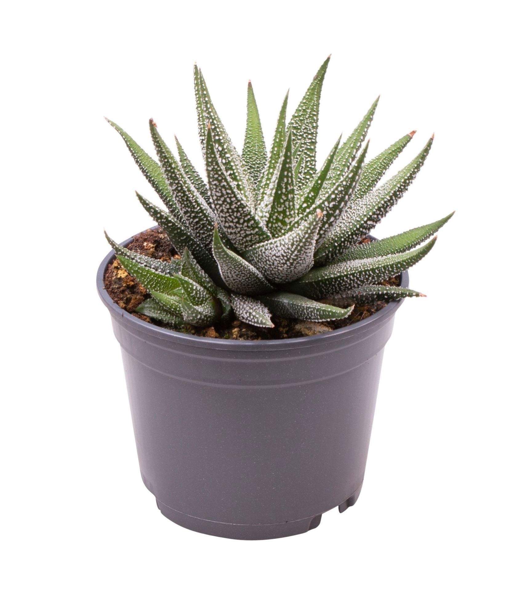 Haworthia fasciata 'Concolor'