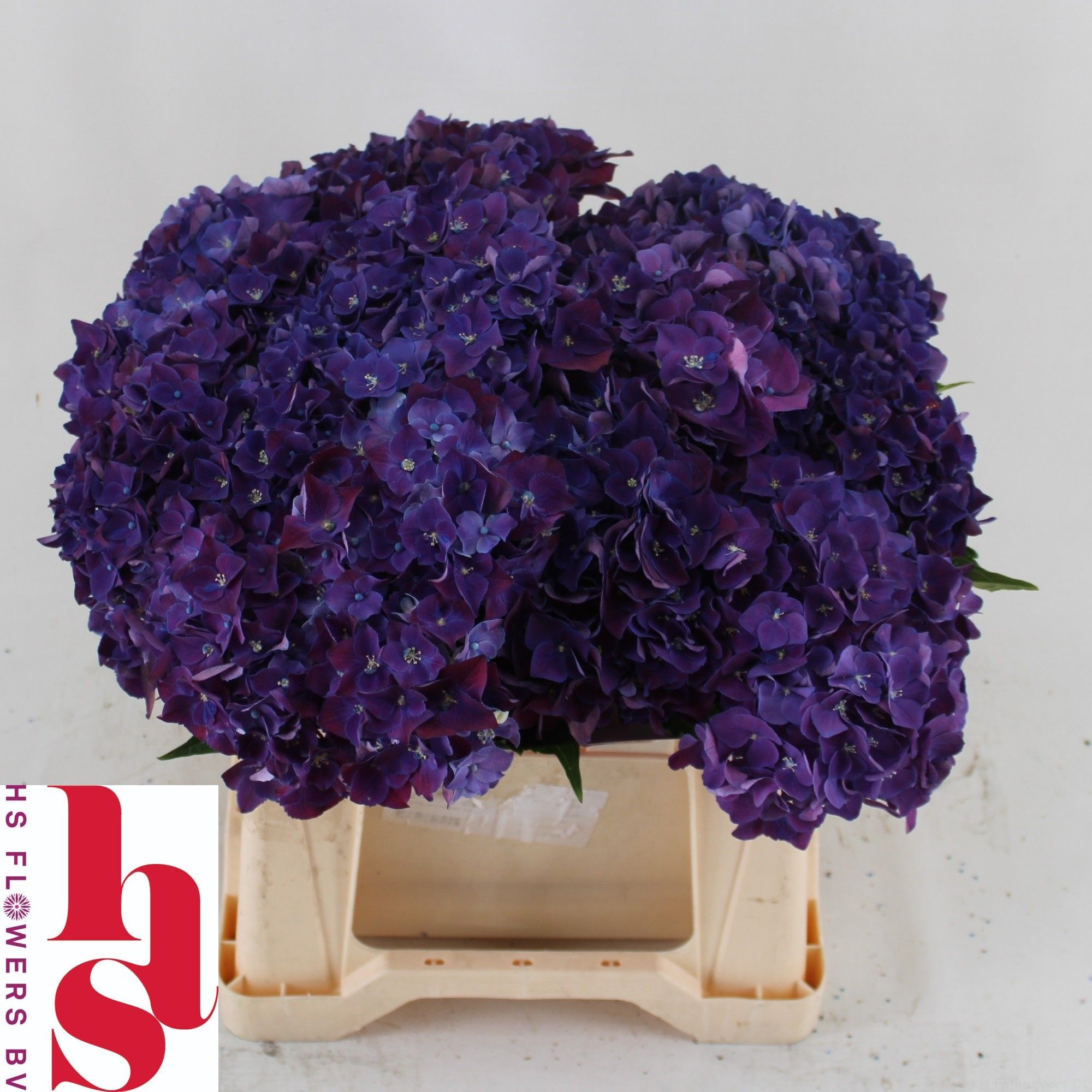 Hydrangea Mon Amour Purple 40cm 14Ø