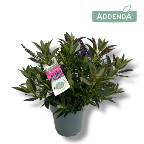 Hebe Addenda® Donna Blue P15 Hopm