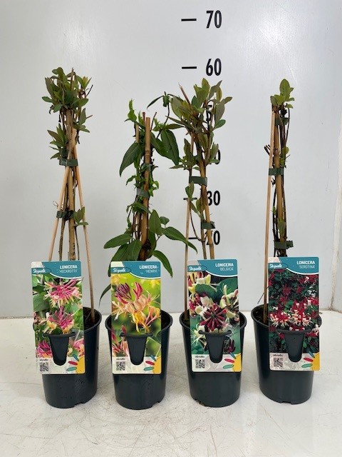 Picture of Lonicera in varieties P12 2-STICK