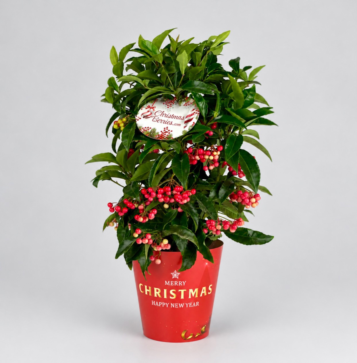 Ardisia crenata Bospremium Red Christmas/New Year