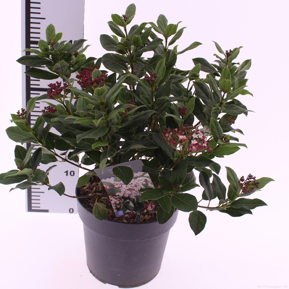 Picture of Viburnum tinus 'Gwenllian'