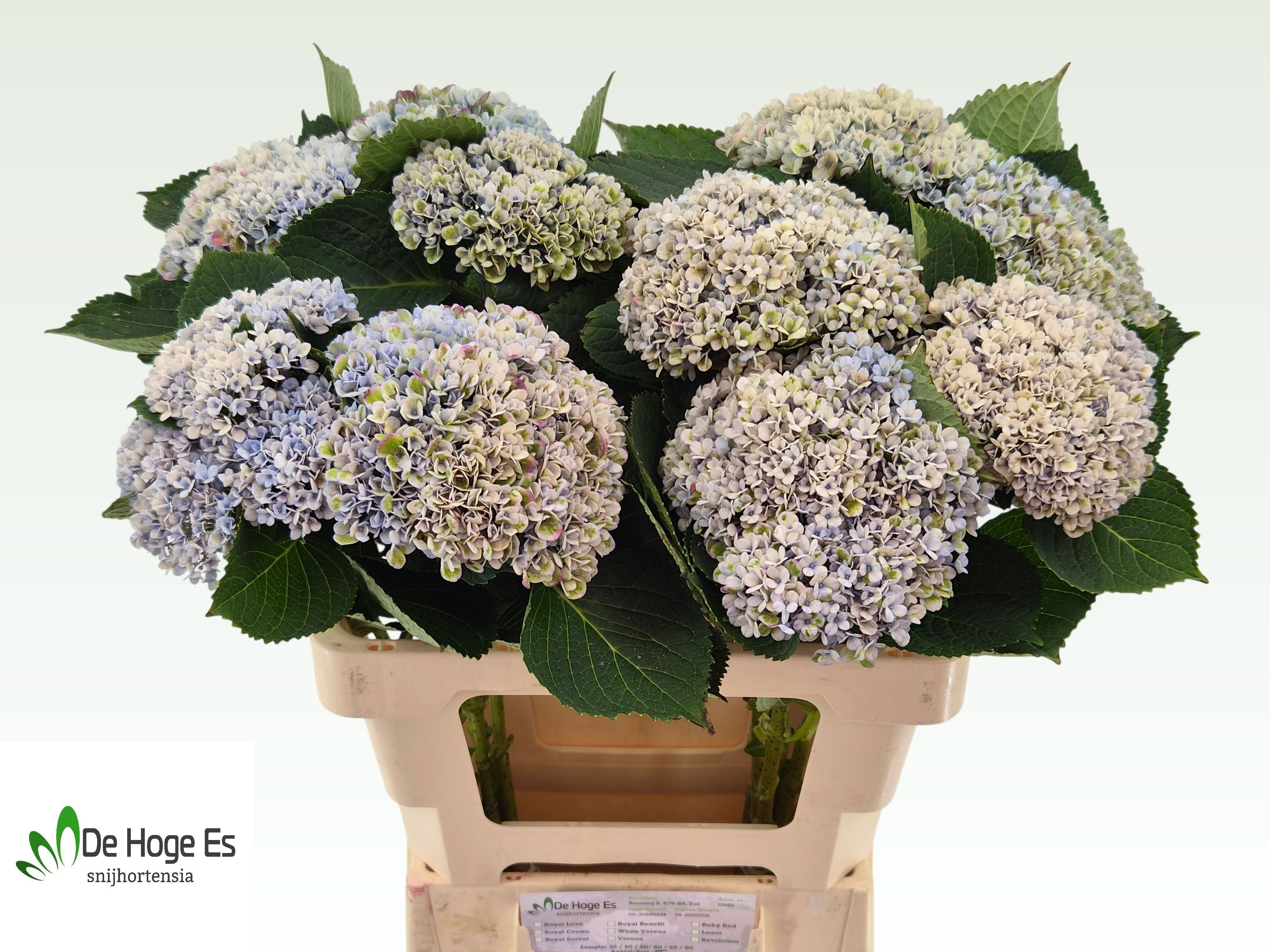 Hydrangea Revolution Classic Purple 60cm 14Ø