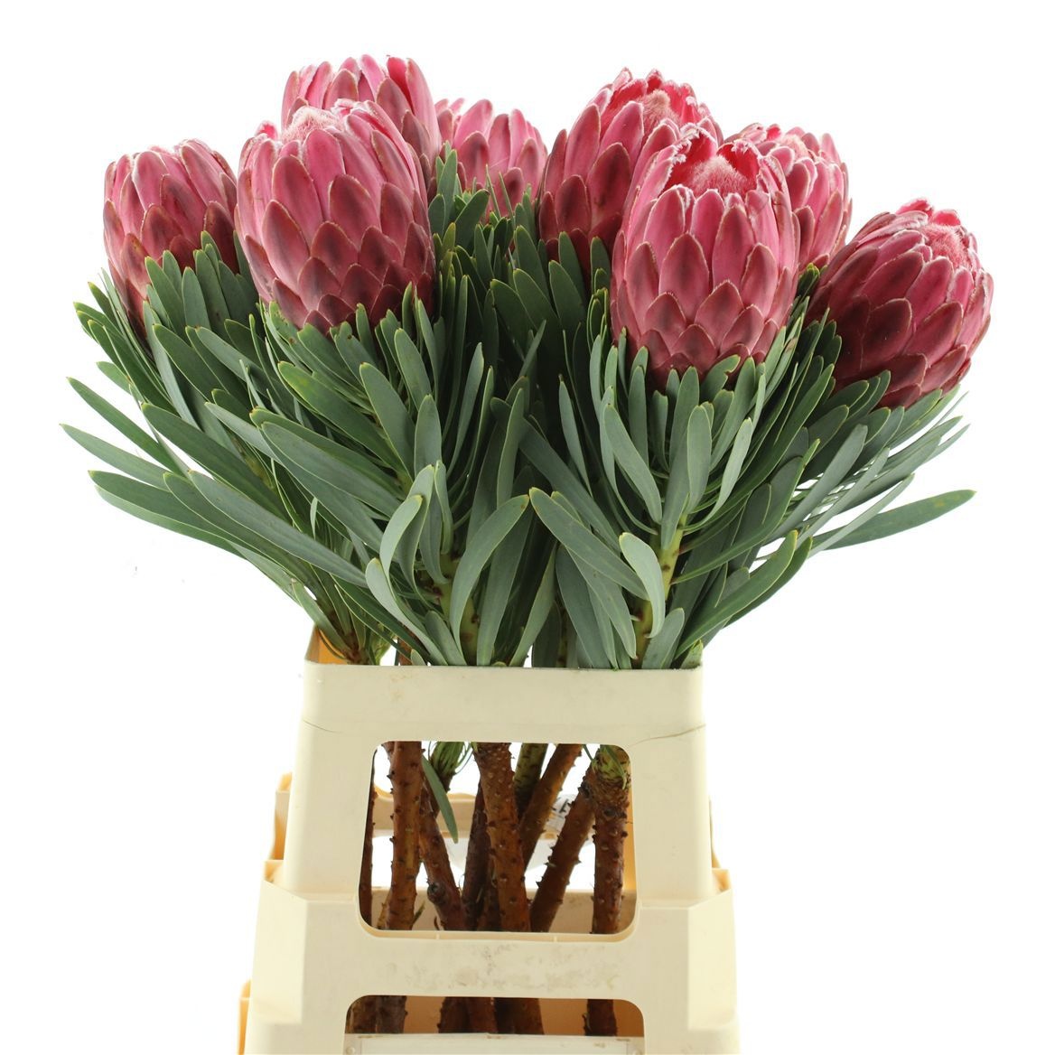 Protea Venus