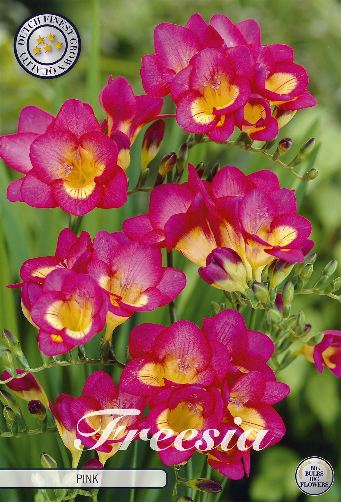 Freesia Single Pink x15 5/6