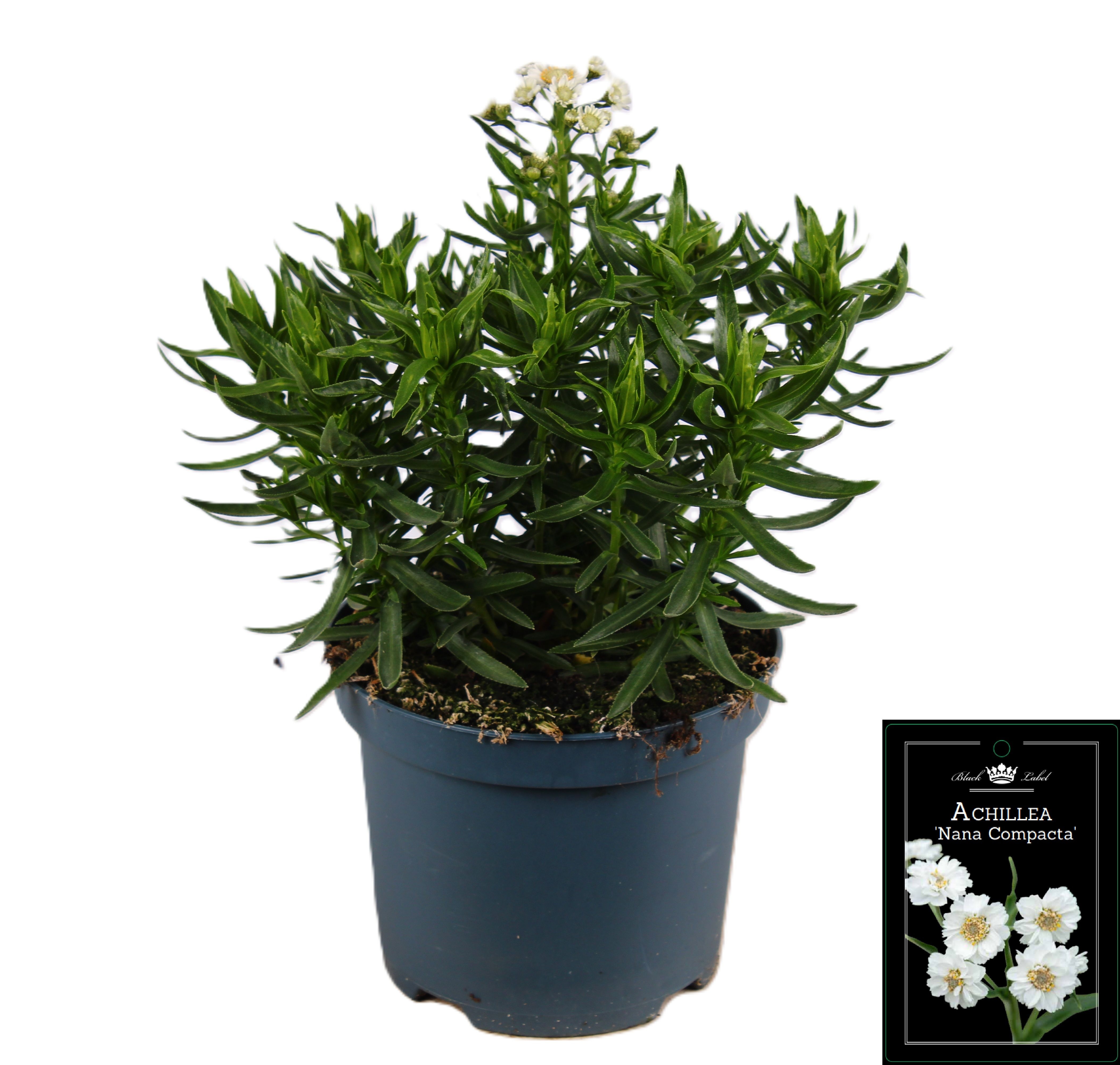 Picture of Achillea Nana Compact