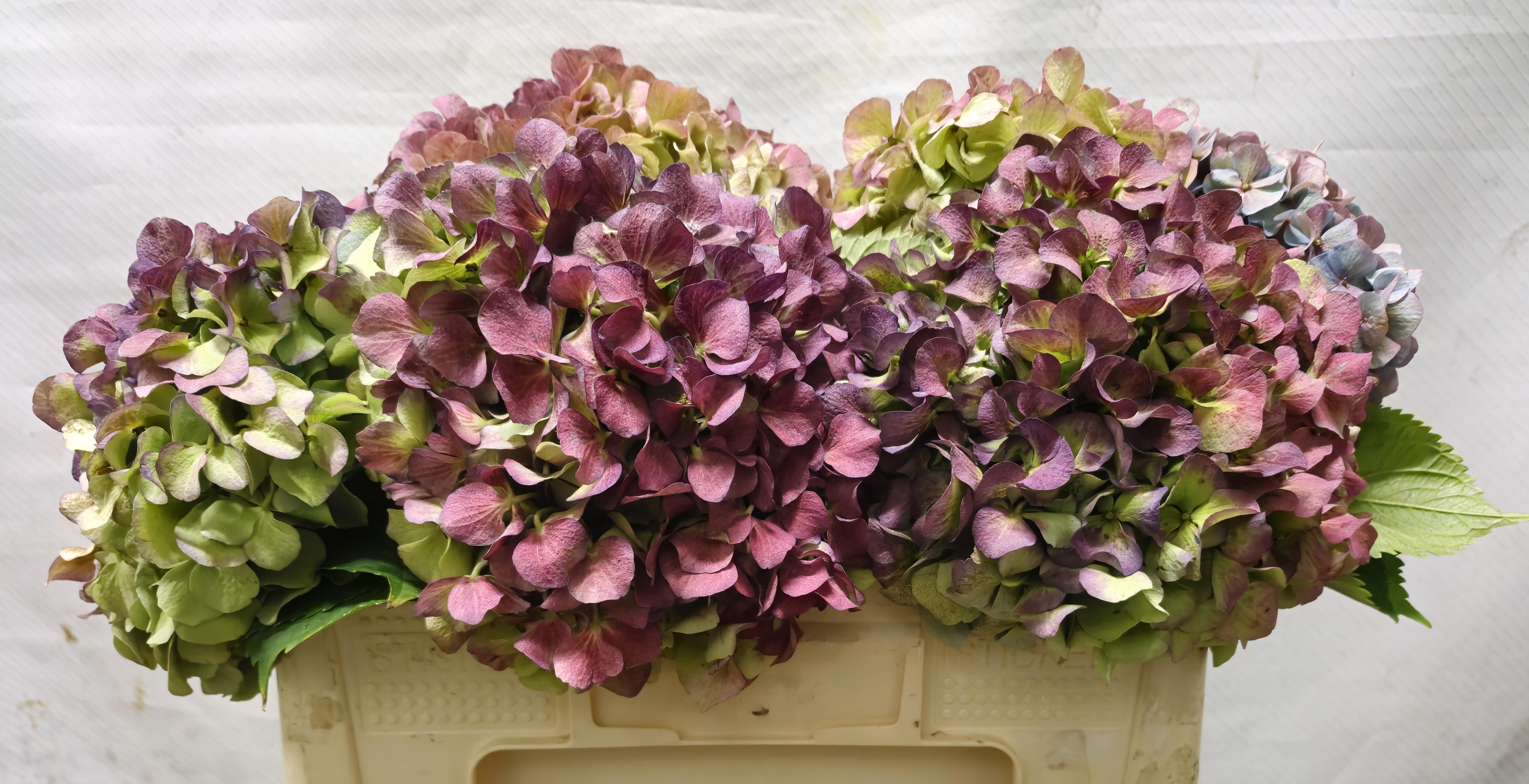 Hydrangea Bodensee Clas 45cm 18Ø