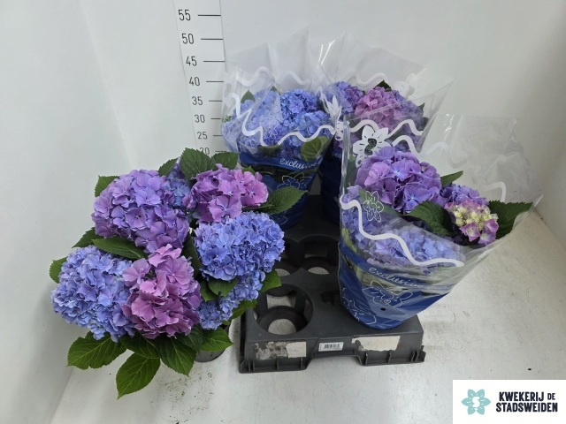Hydr M Blauer Zwerg 14P 36H 6bloem 34bloei