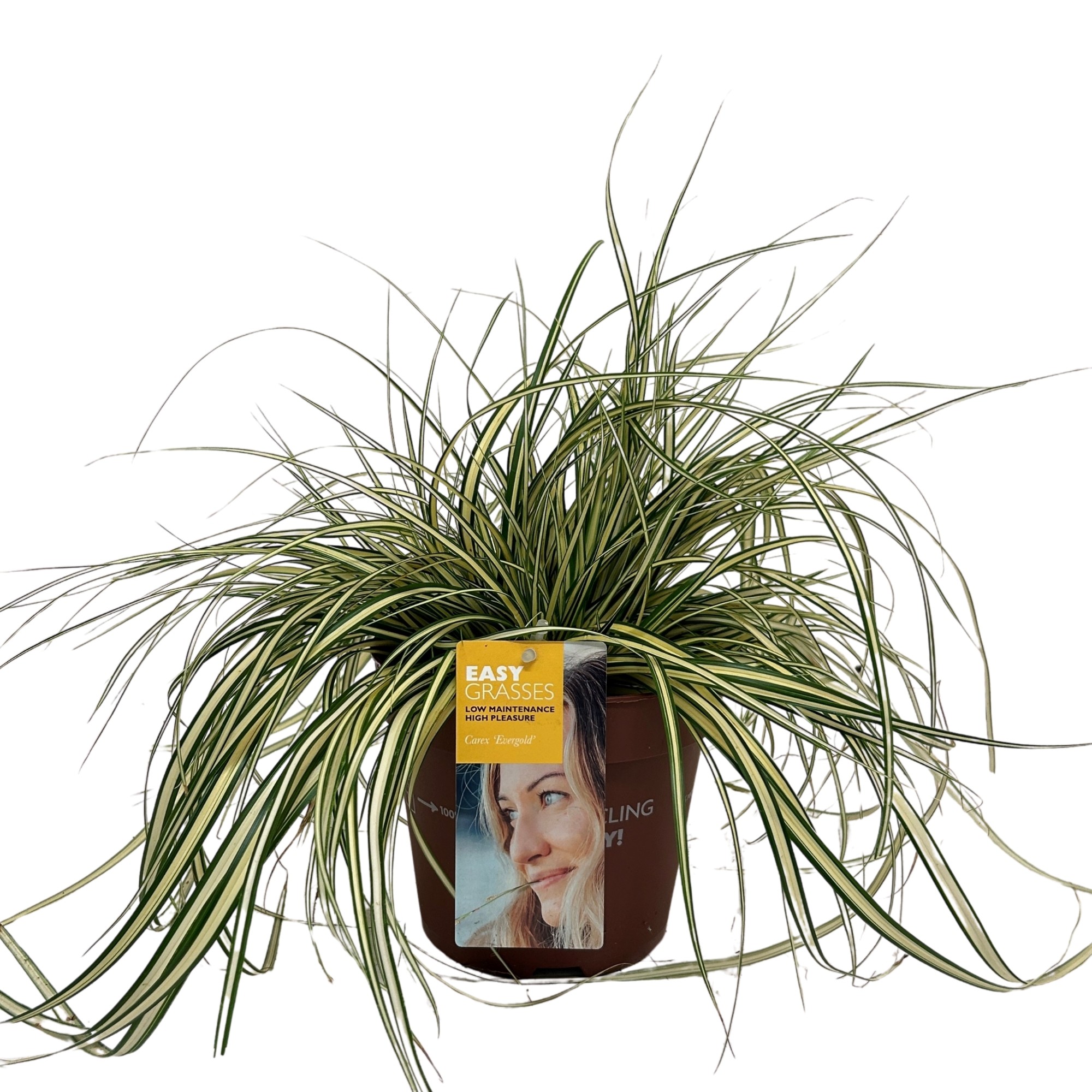 Picture of Carex oshimensis Evergold