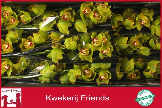 Cymbidium Apple Jack 8/11bl
