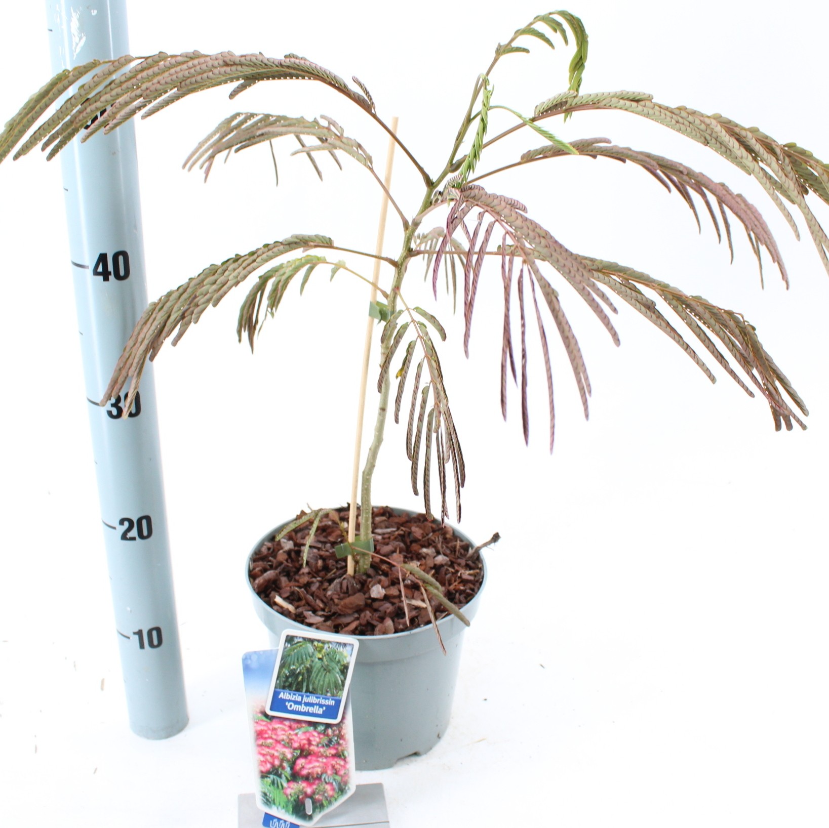 Picture of Albizia julibrissin Ombrella® ('Boubri'PBR)