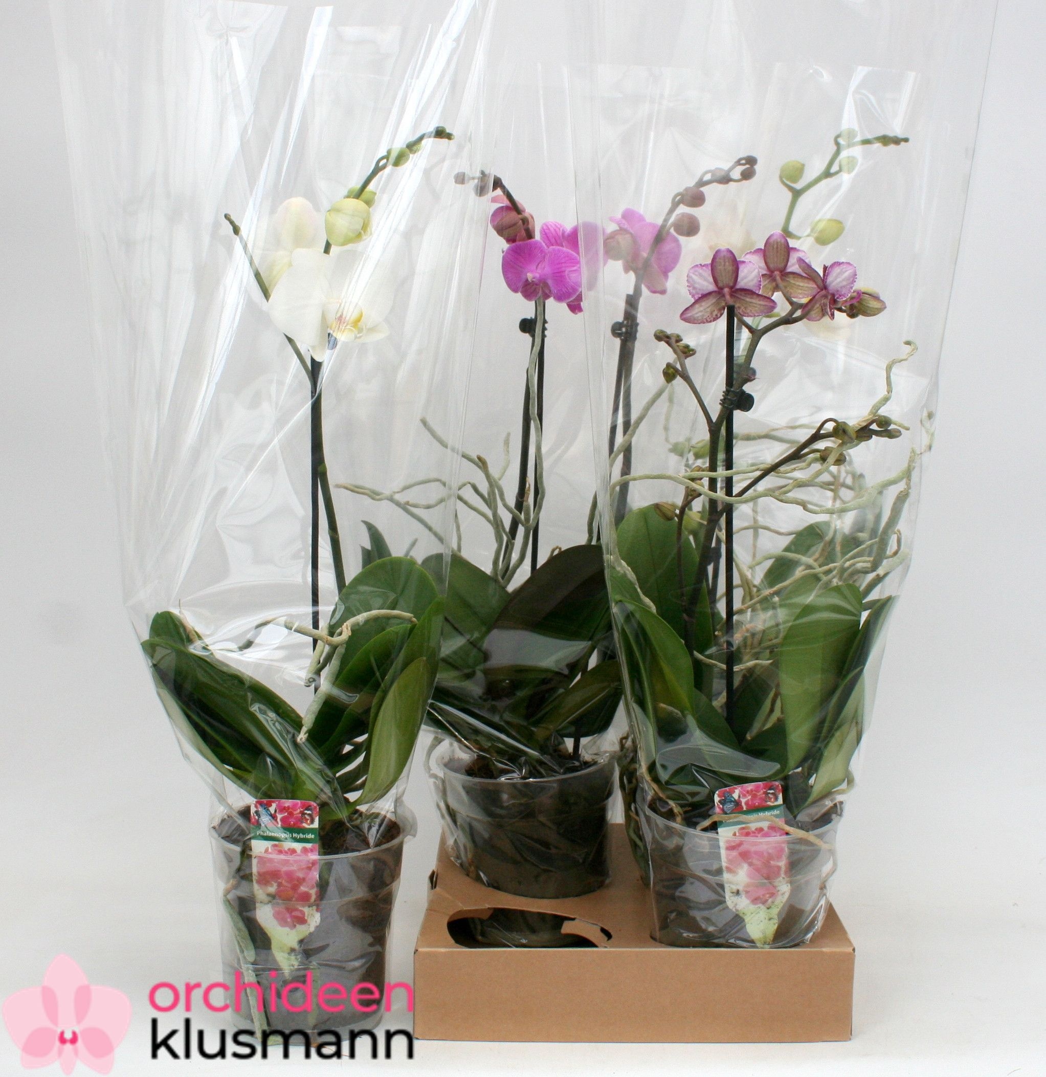 Phalaenopsis Asst 12Ø 40cm