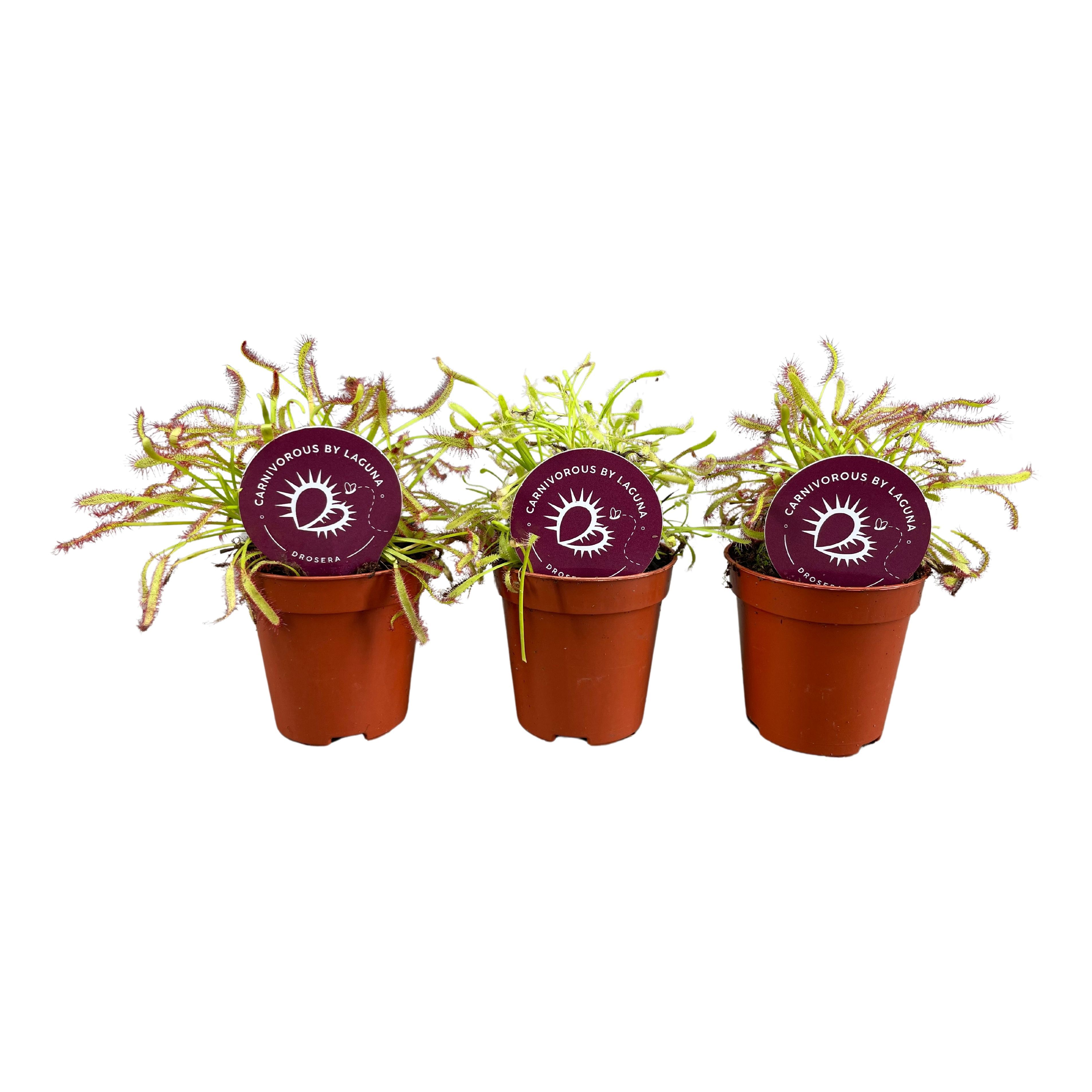 Drosera 505P 7H