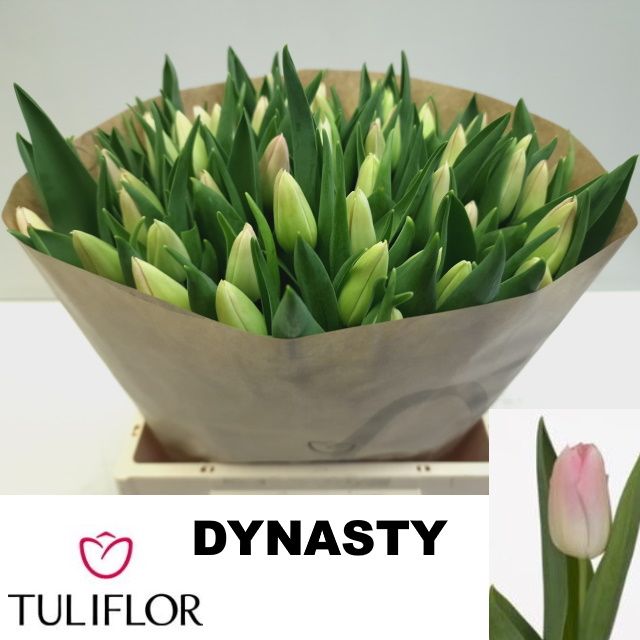Tulipa Dynasty 42cm 34gram