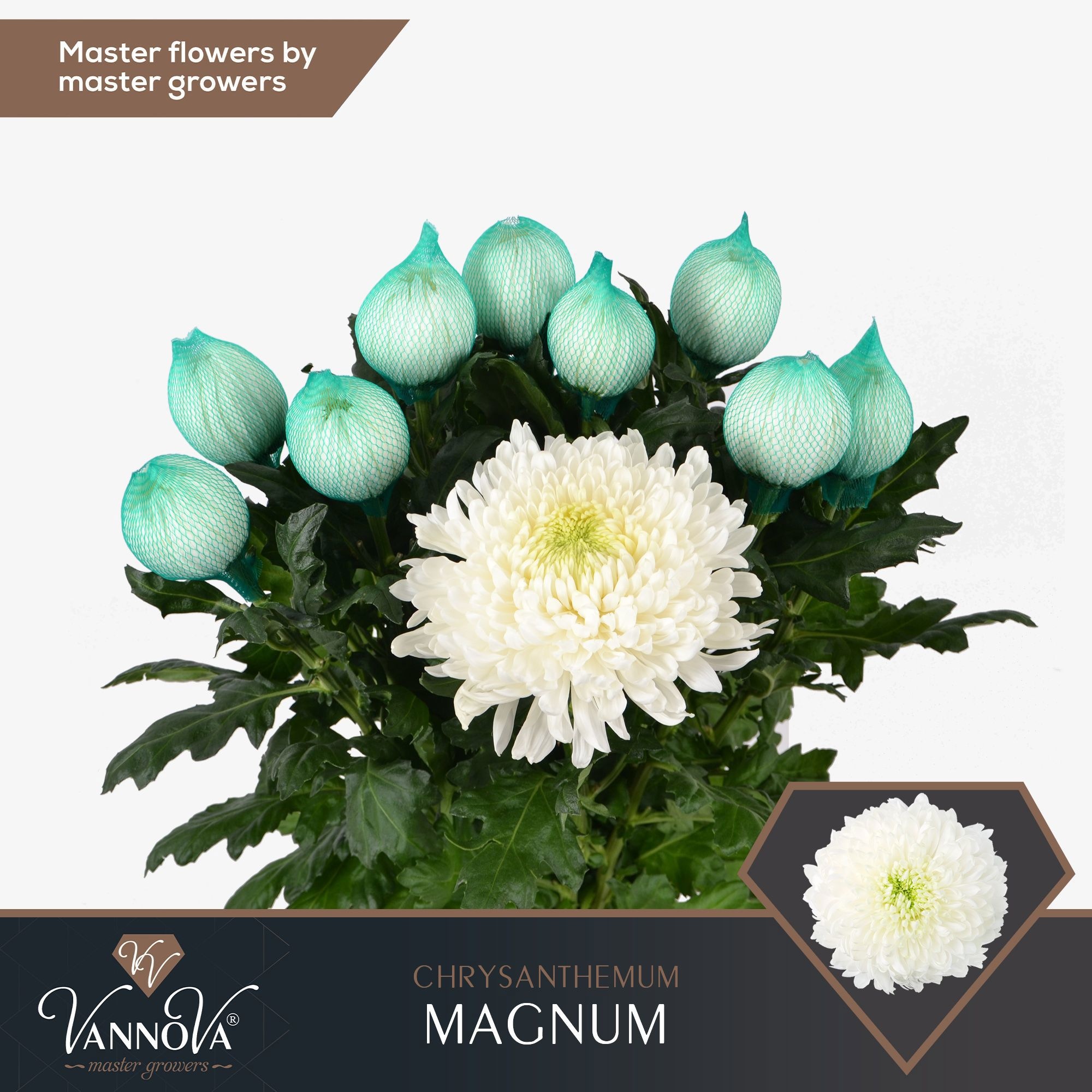Chrys Single Magnum 70cm 115gram