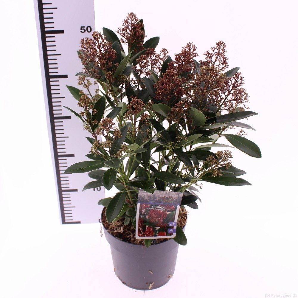 Picture of Skimmia jap. 'Rubella'