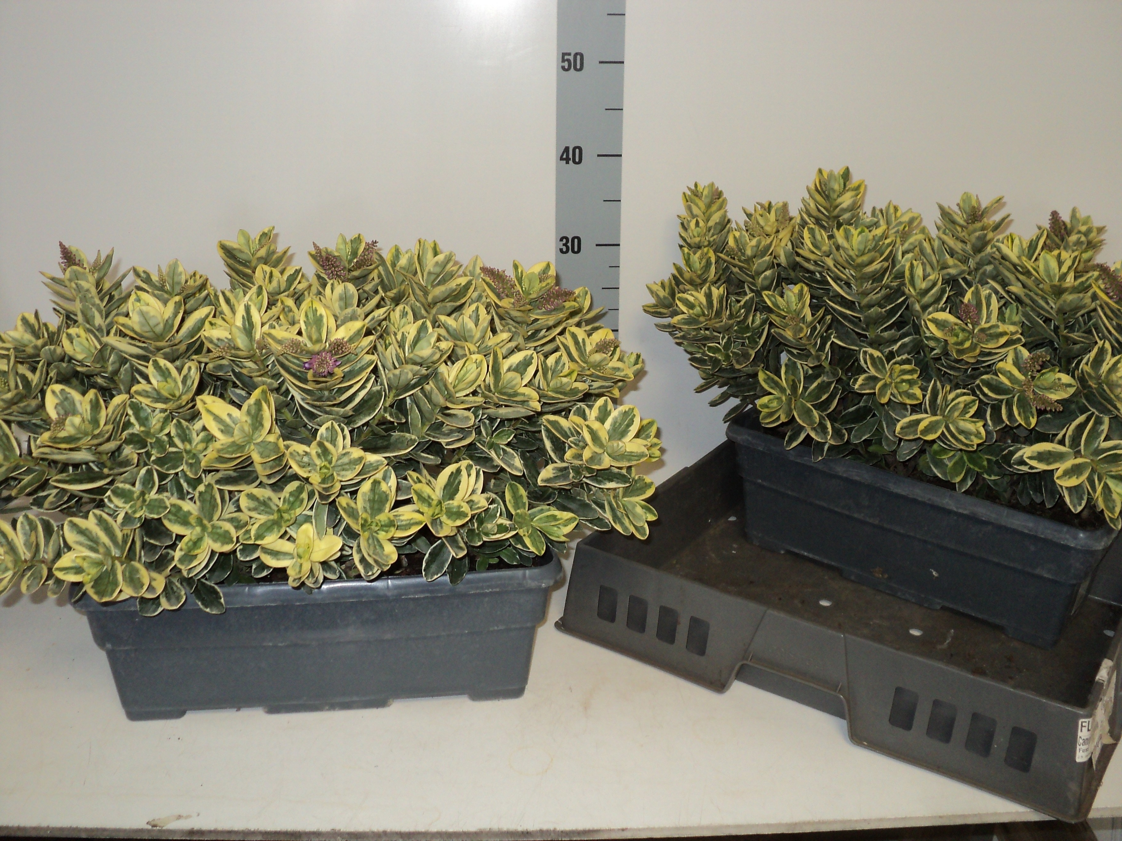 Hebe And Variegata 40P 40H