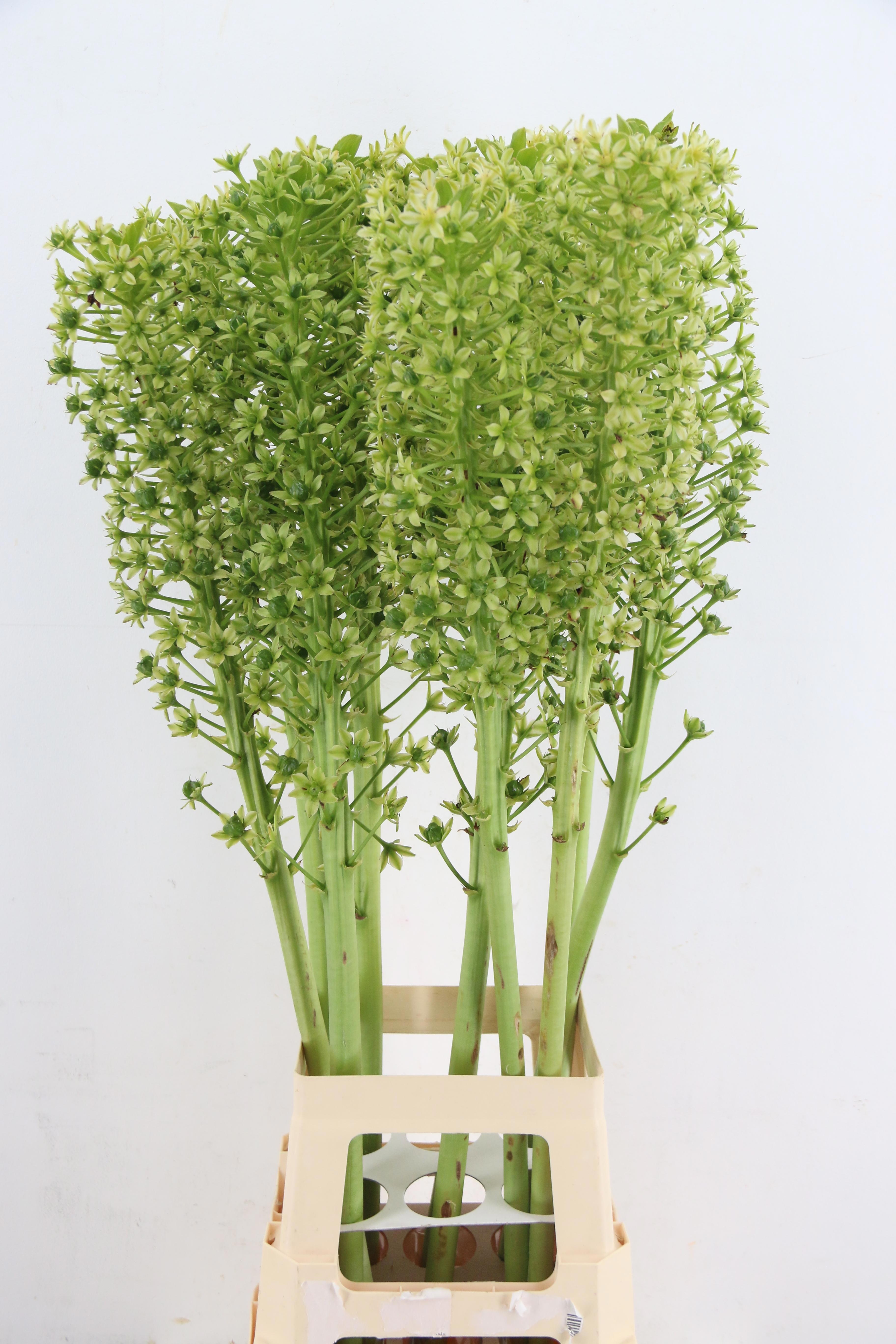 Eucomis P-e Goliath 100L.cm