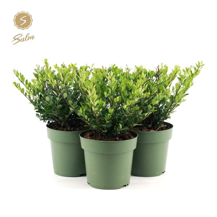 Picture of Ilex crenata 'Jenny'® P17