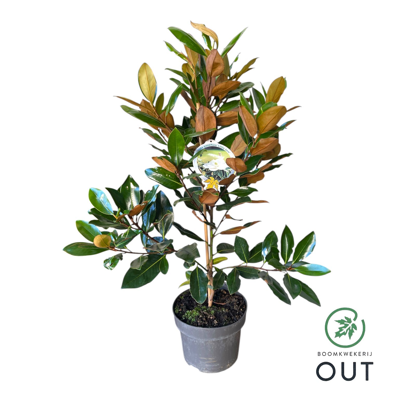 Picture of Magnolia grandiflora Little Gem