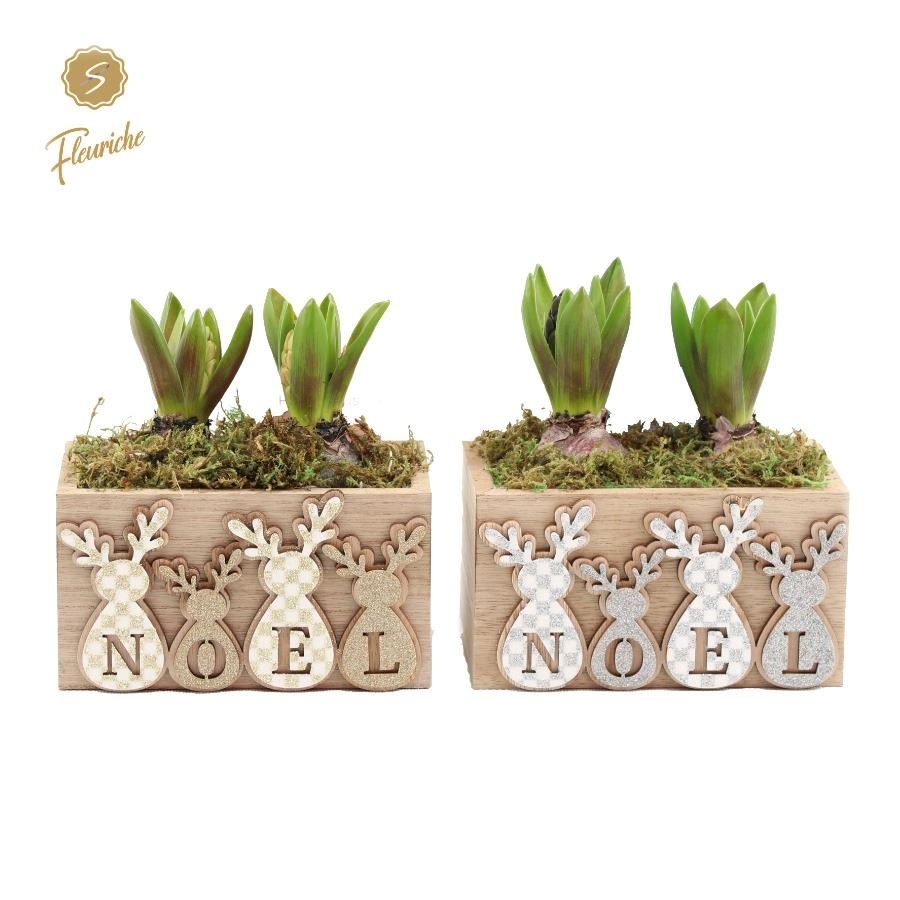 Picture of (2318) Hyacint Bonne Noel Gold & Silver 2PP Moss P15 20CM