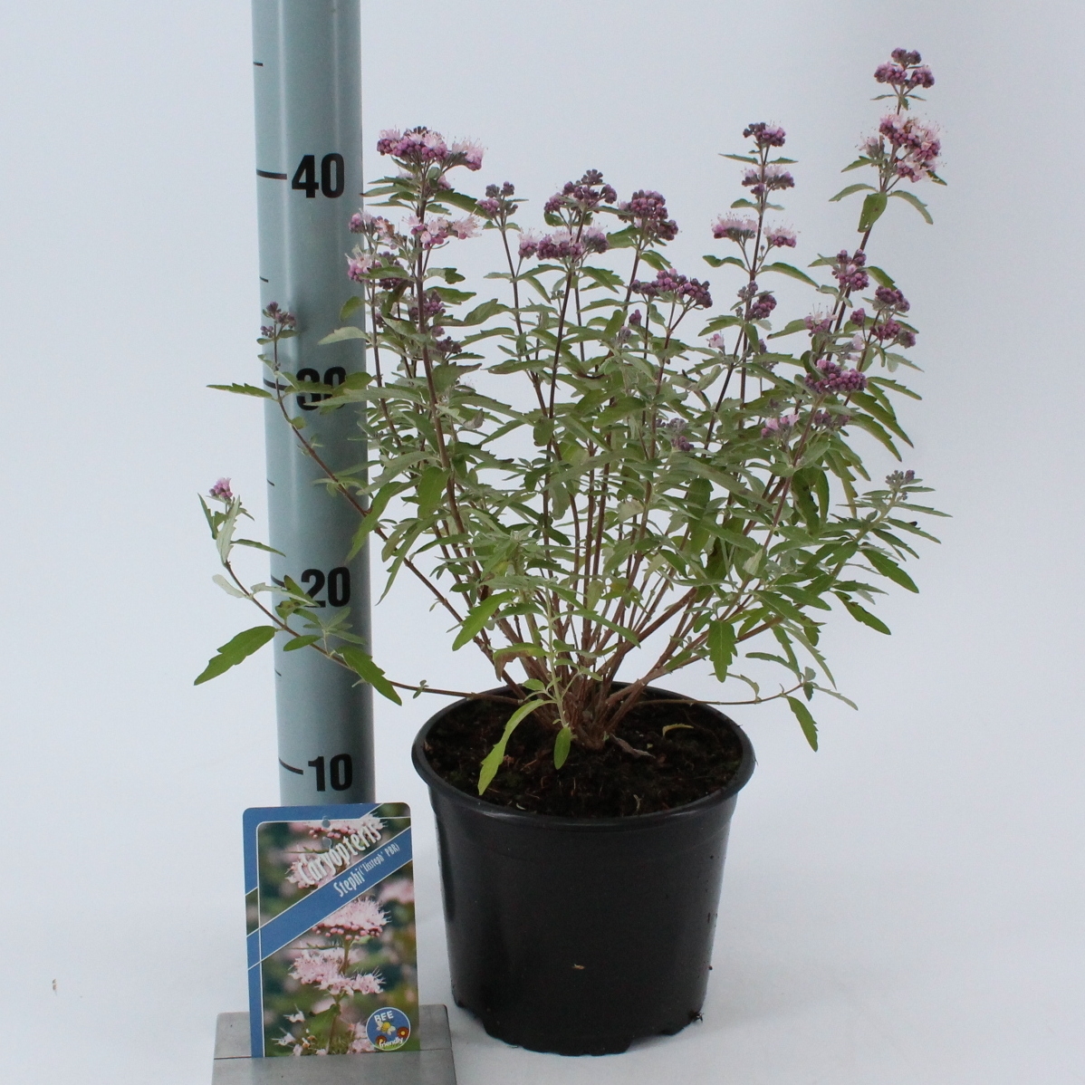 Picture of Caryopteris Stephi ('Lissteph'PBR)