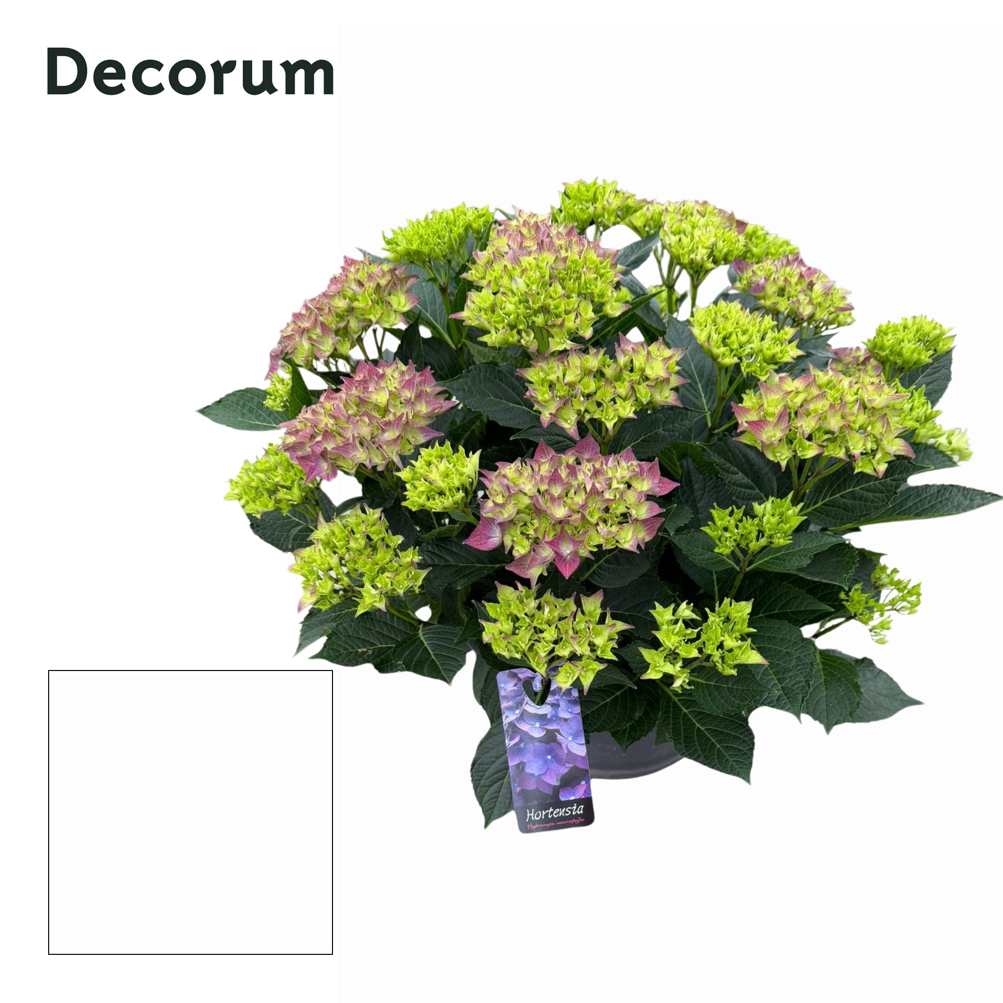 Hydrangea macrophylla Purple Decorum | Gardenline