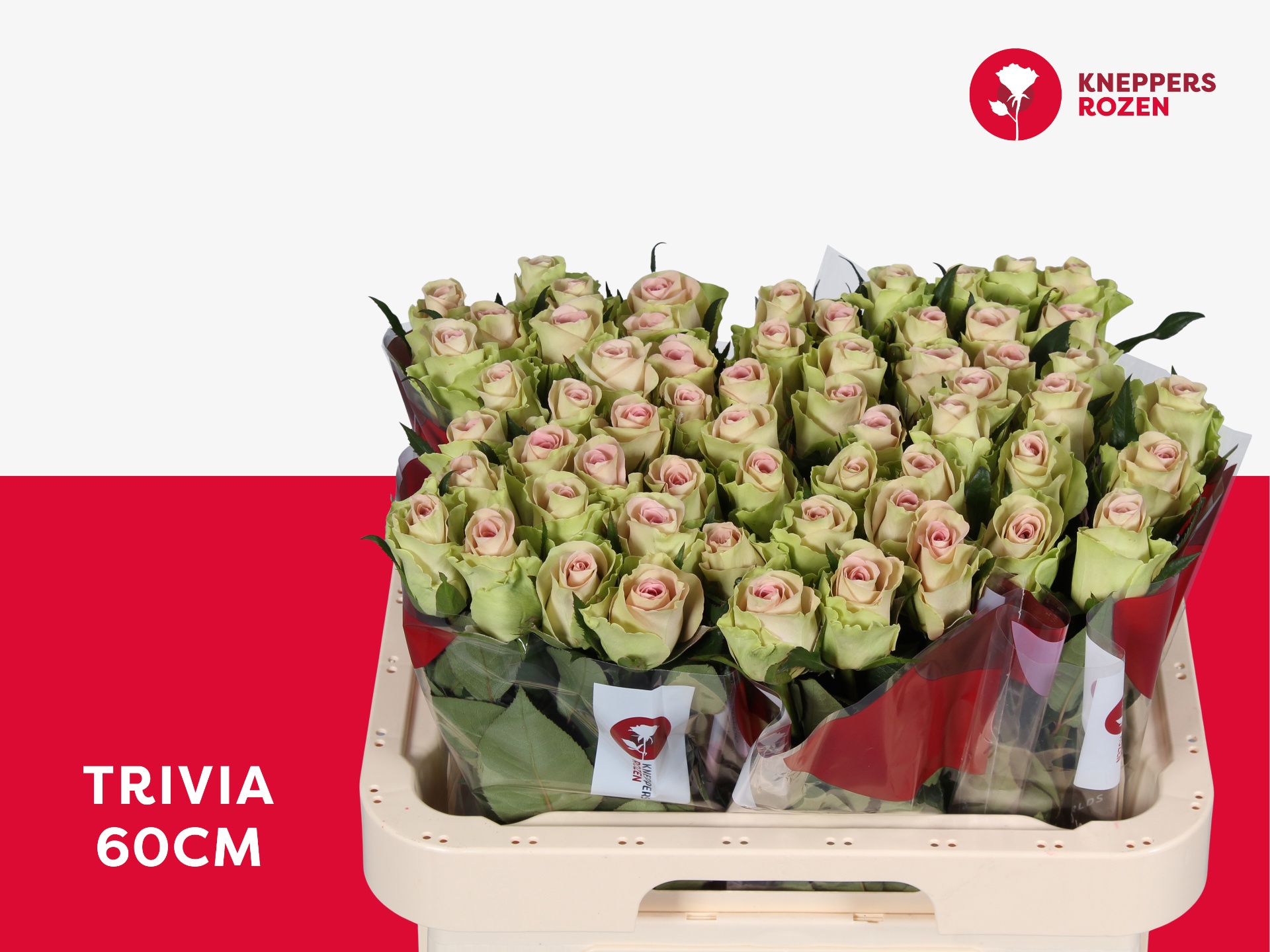 Rosa Trivia 60cm