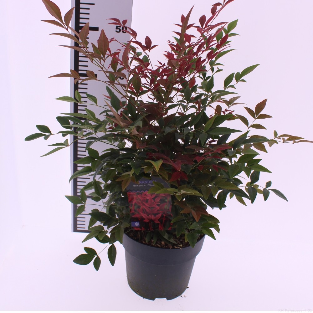 Picture of Nandina domestica 'Obsessed'