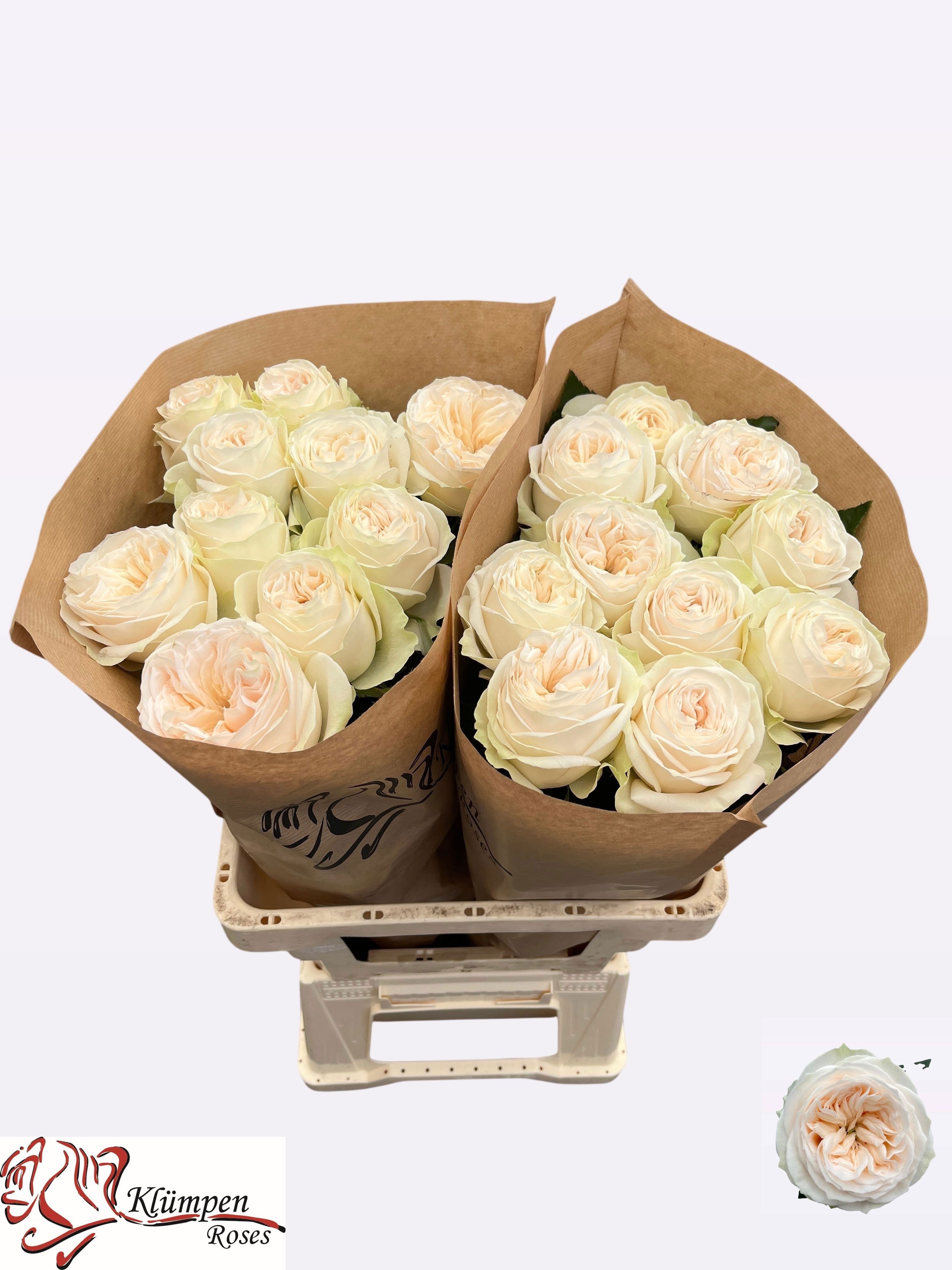 R Gr Asha Rose