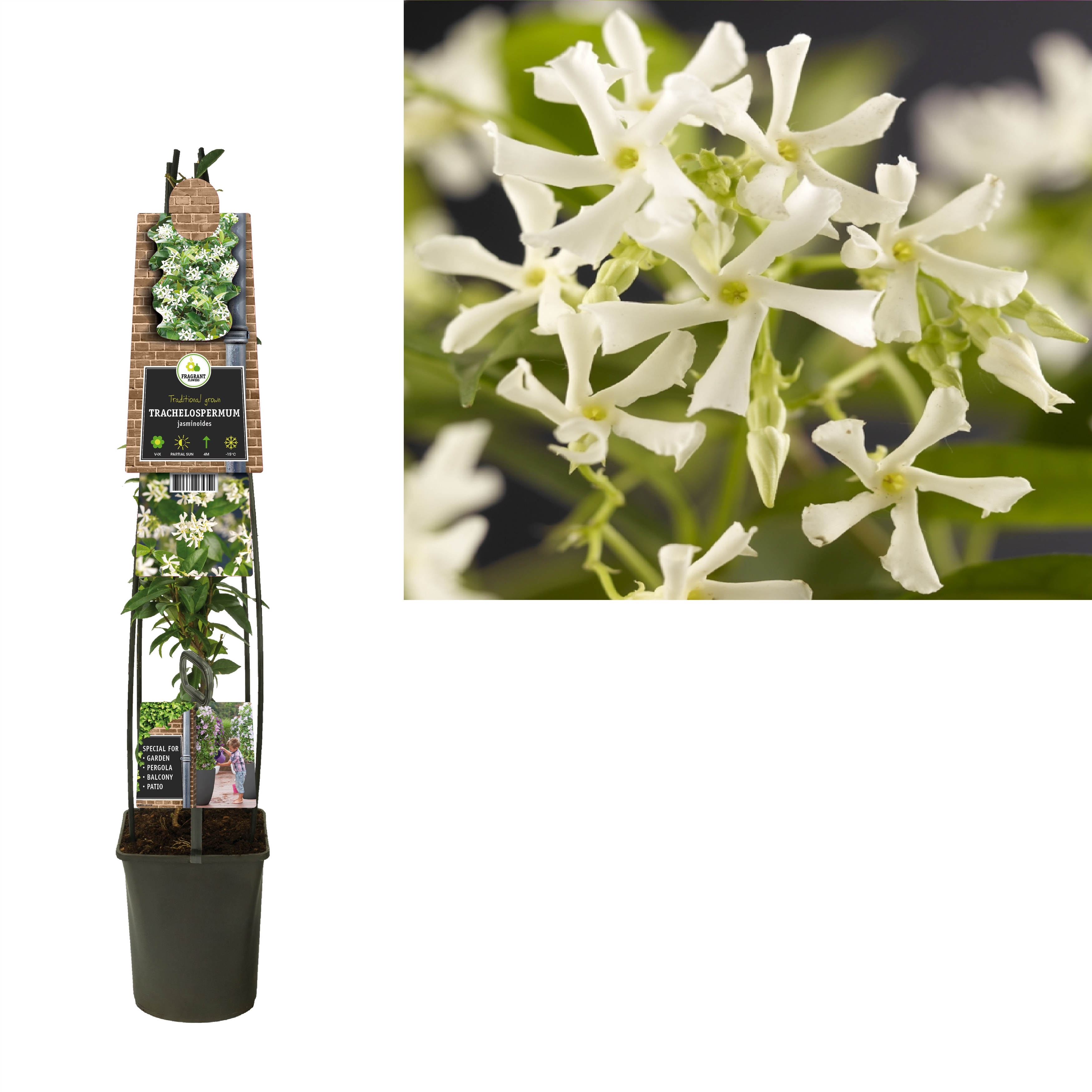 Picture of Trachelospermum jasminoides +3.0 label P23 115cm