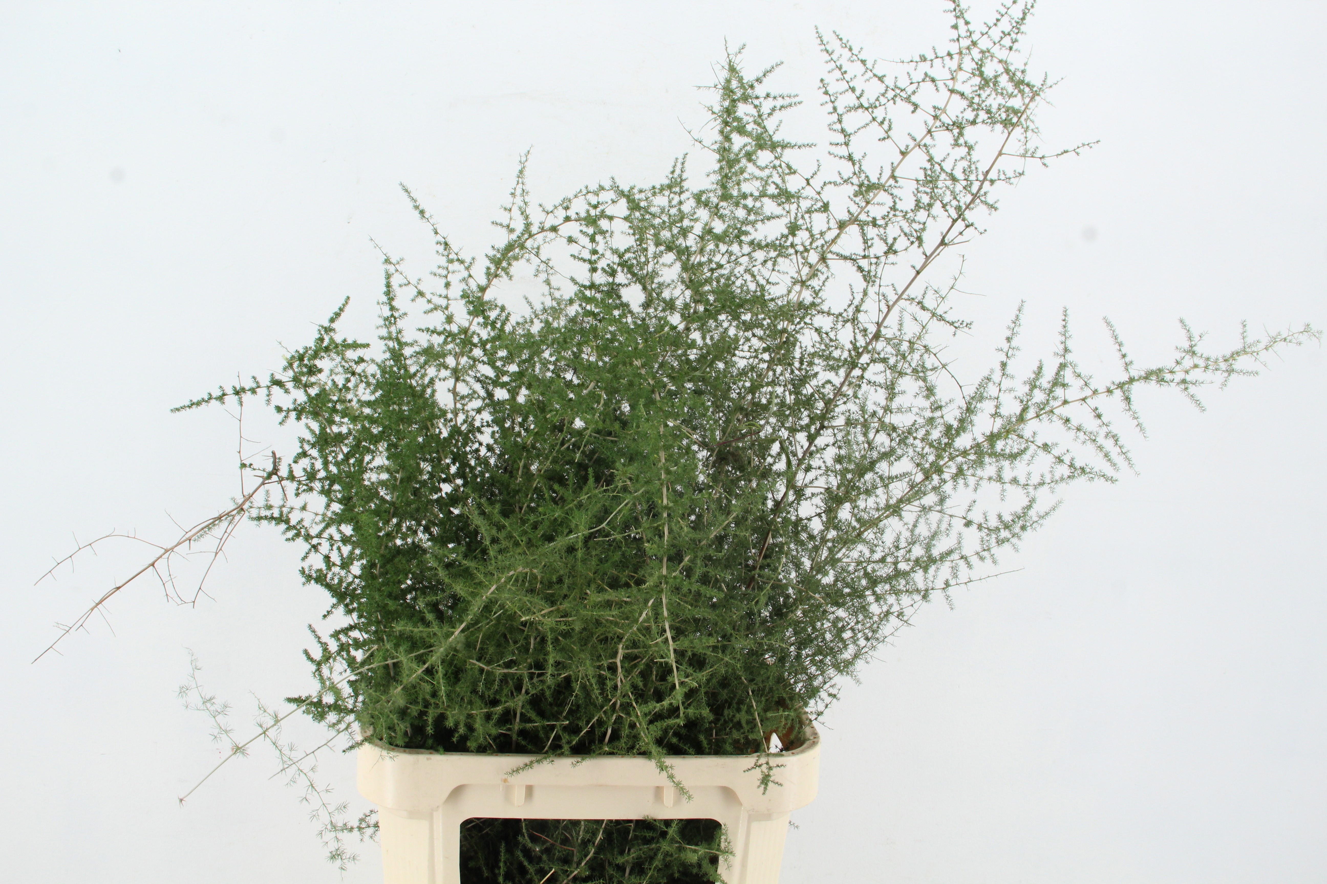 Asp Acutifolius