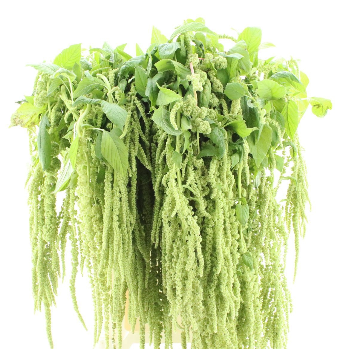 Amaranthus Riham 70cm