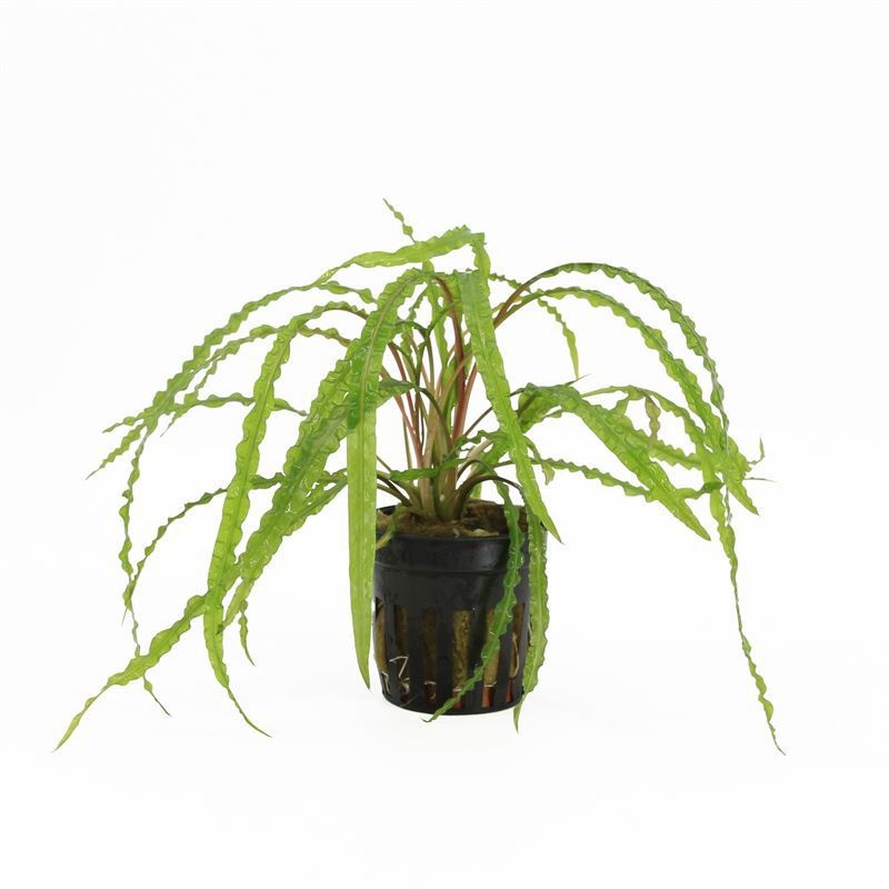 Cryptocoryne balansae