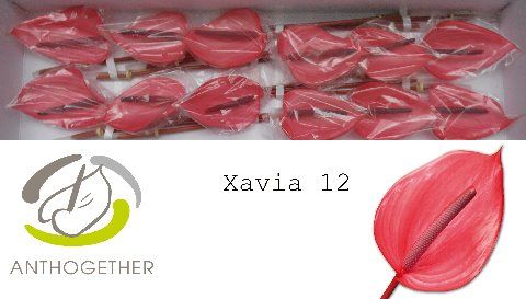 Anth A Xavia
