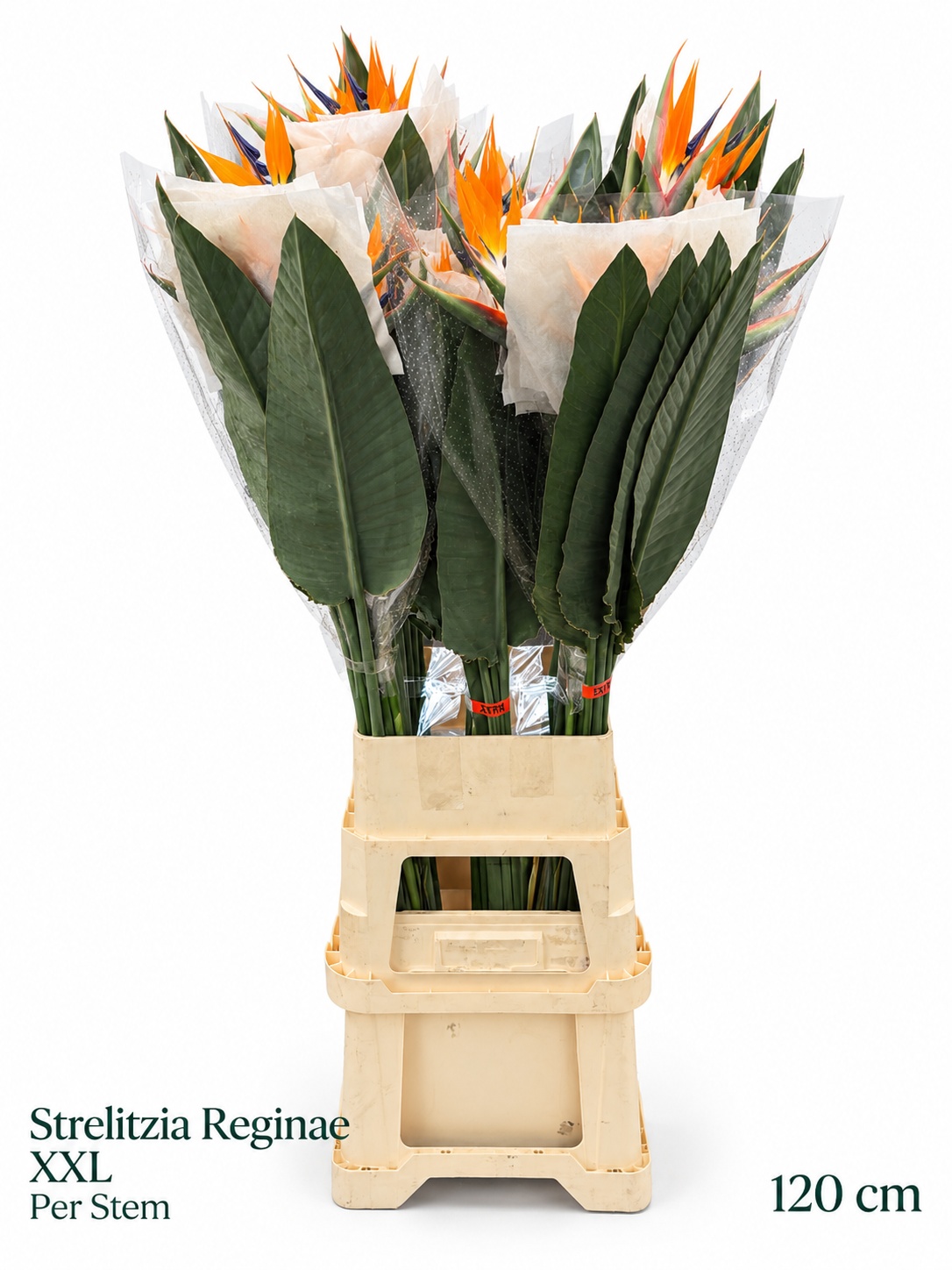 Strel Reginae Bloem 120L.cm 23bloei