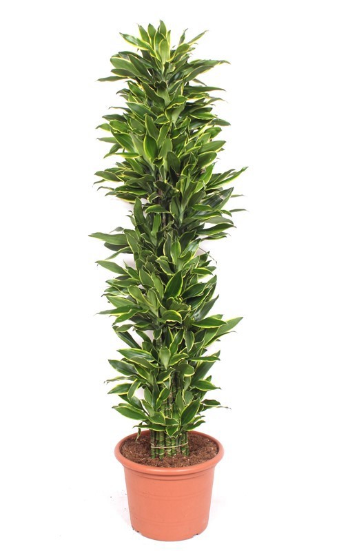 Dracaena fr. Golden Coast | Gardenline