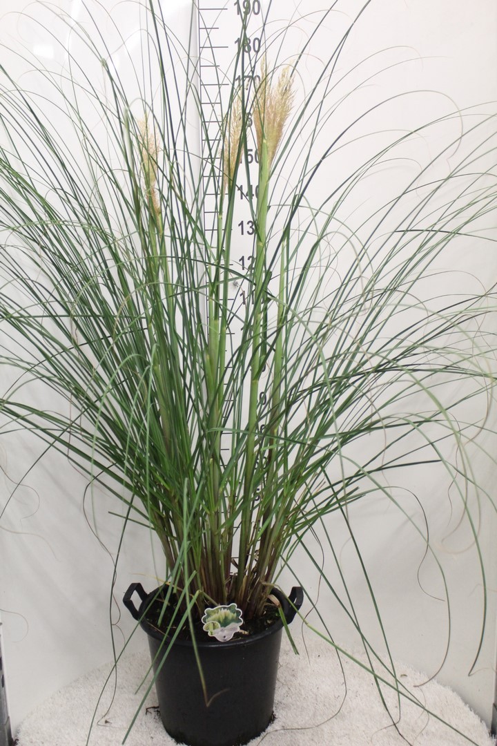 Picture of Cortaderia selloana Pumila P40-(25-LTR)