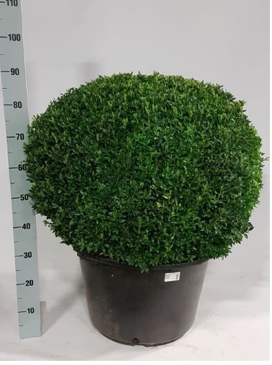 Buxu Sempervirens 45P 75H 60Ø Cm