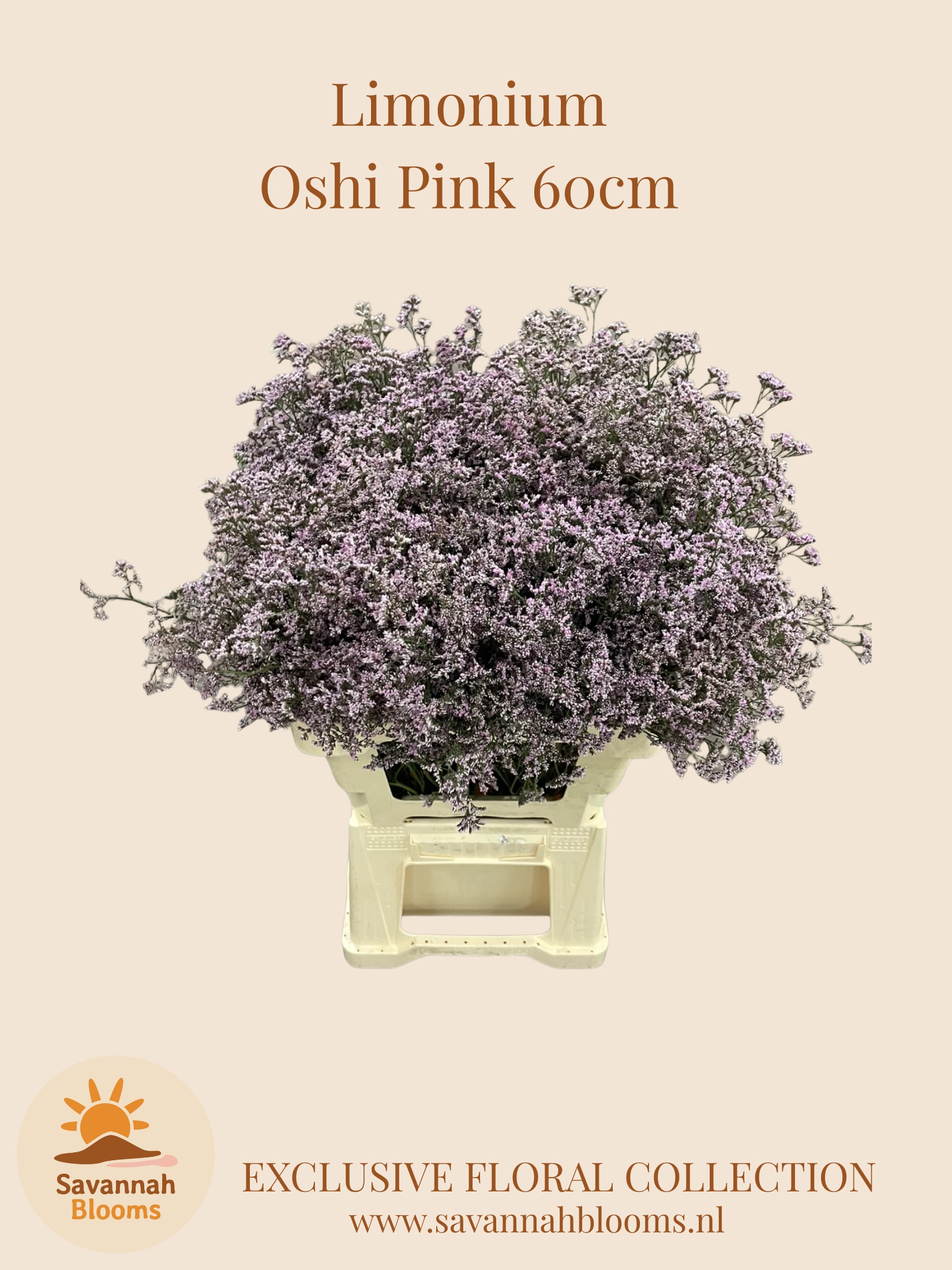 Limonium Oshi Pink 60cm 30gram