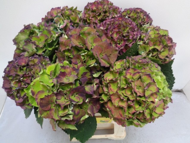 Hydrangea Royal Palace Classic 60cm 16Ø
