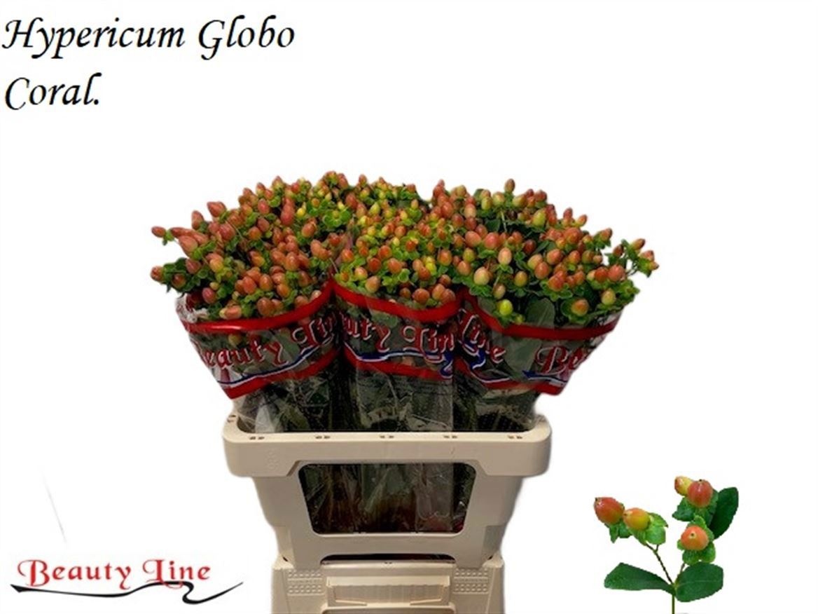 Hyp Globo Coral