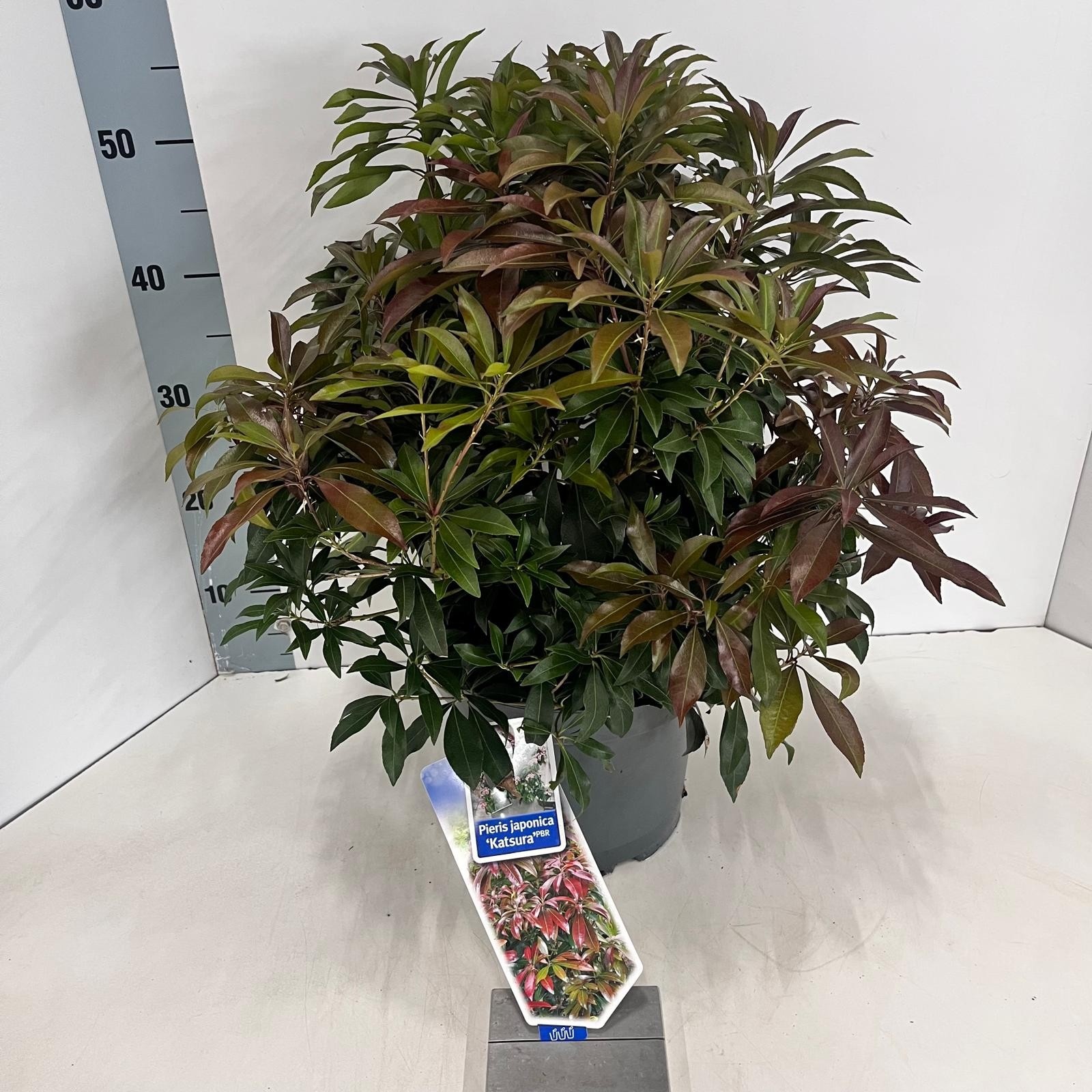 Picture of Pieris jap. ‘Katsura’ PBR
