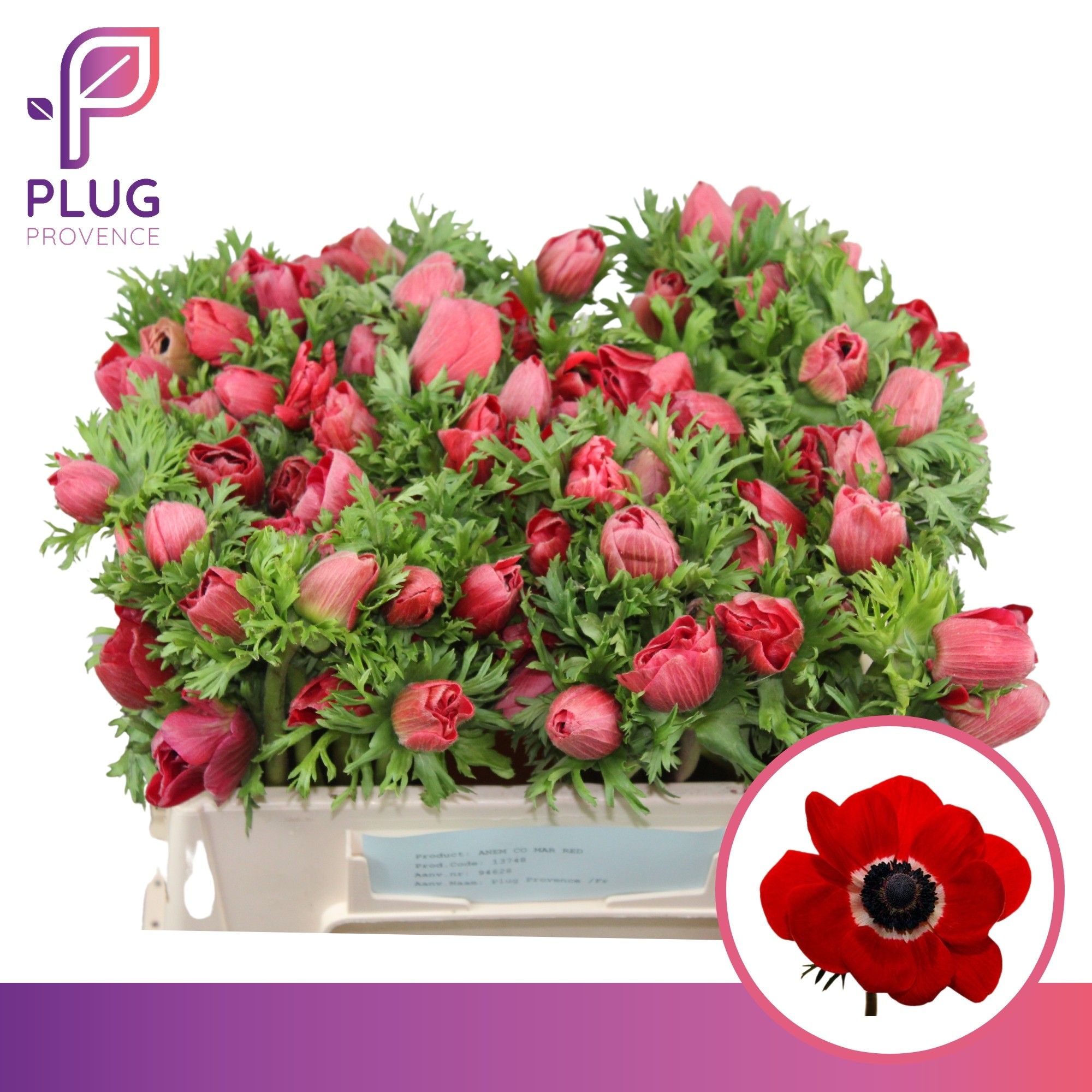 Anemone Marianne Red 30cm