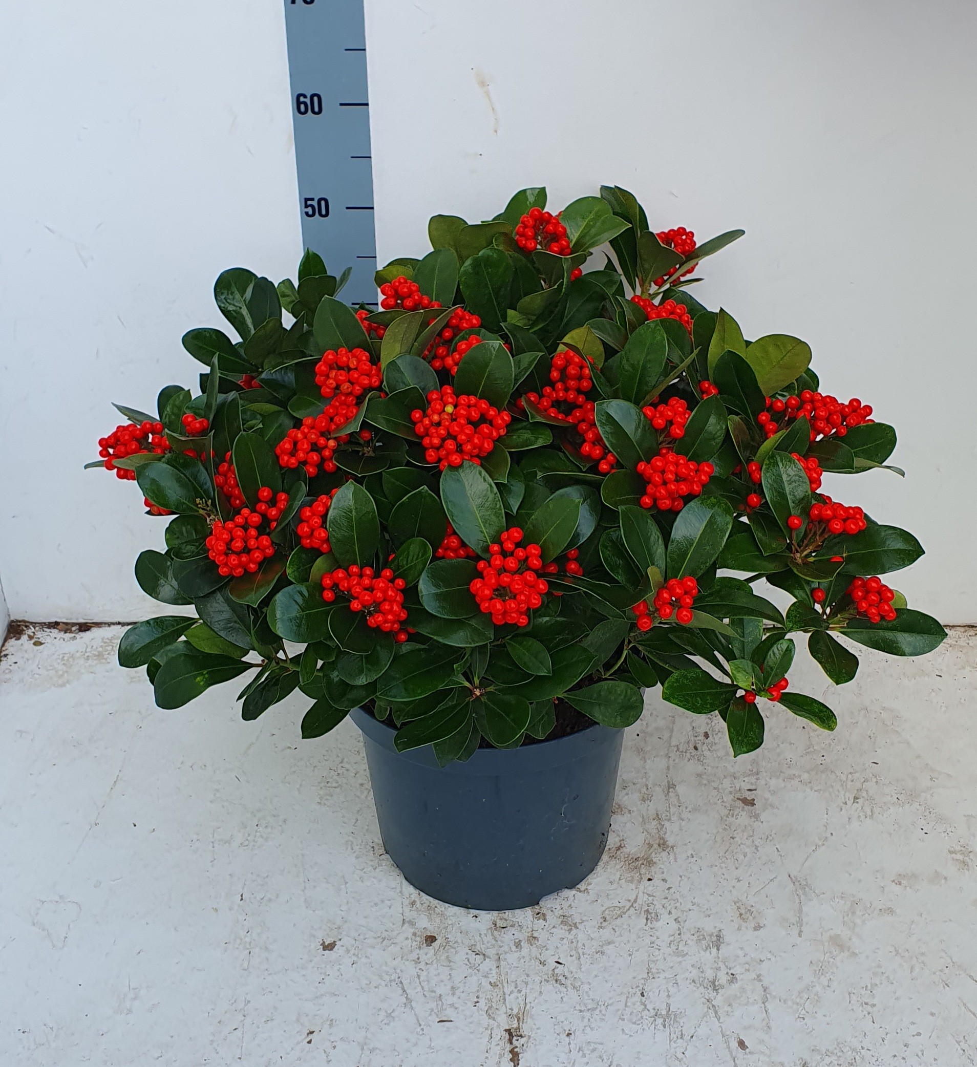 Picture of Skimmia japonica Veitchii P29 (10 Ltr) 20/+ trusses (LOOSE)