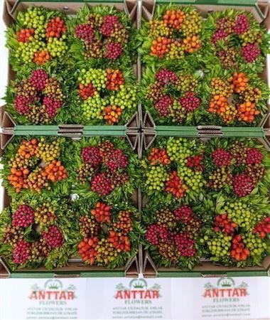Fruits Malus Per Piece