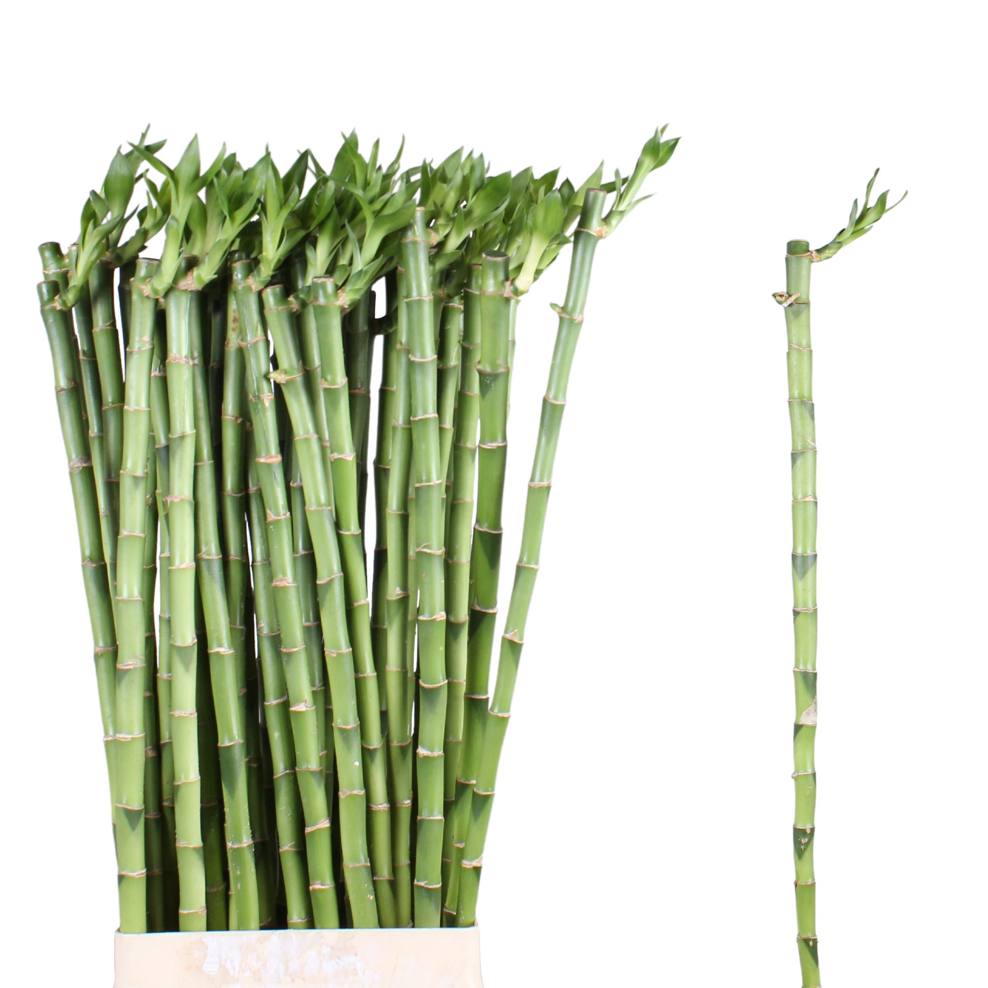 Drac S Lucky Bamboo